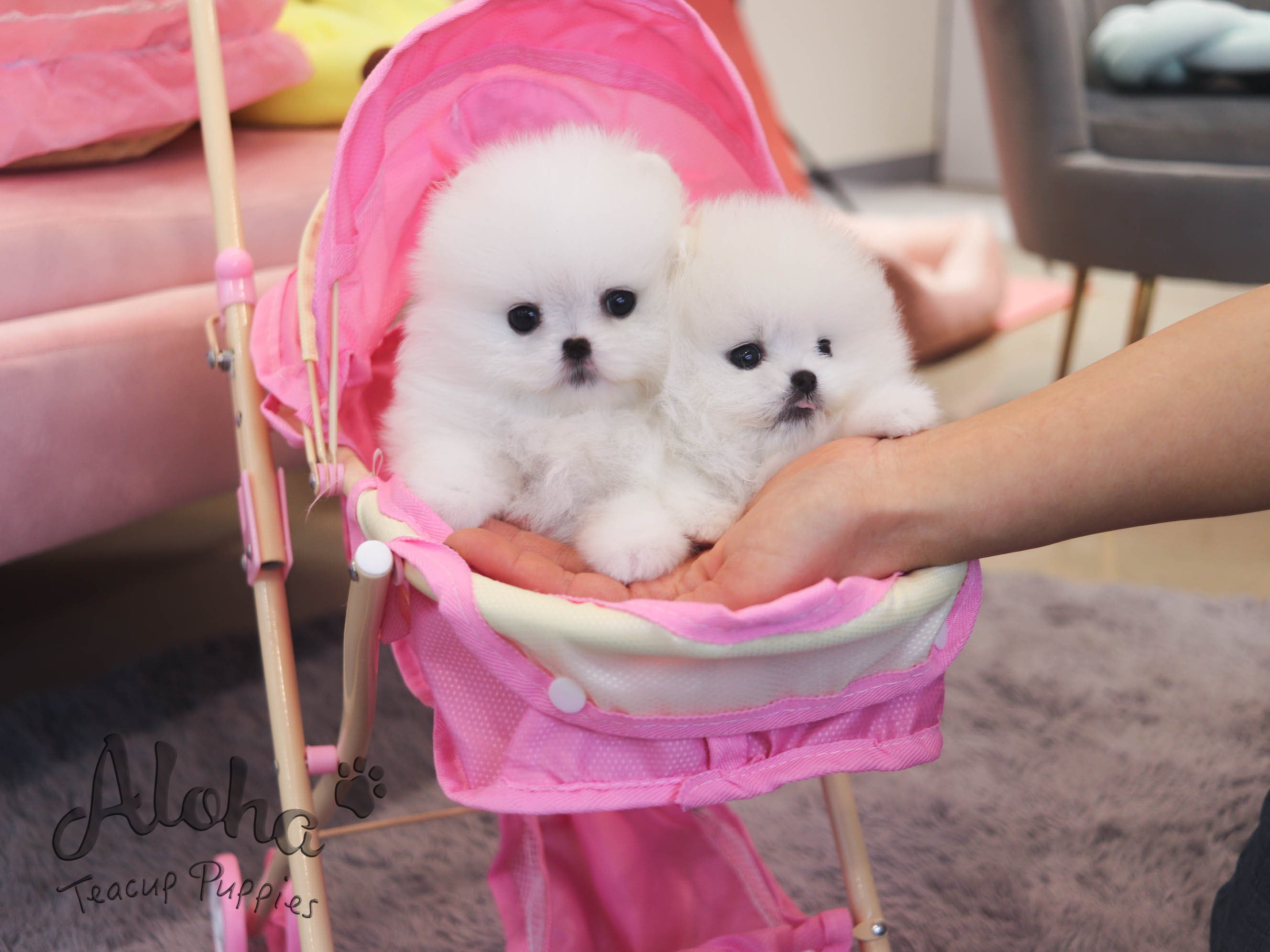 Louis [TEACUP POMERANIAN]
