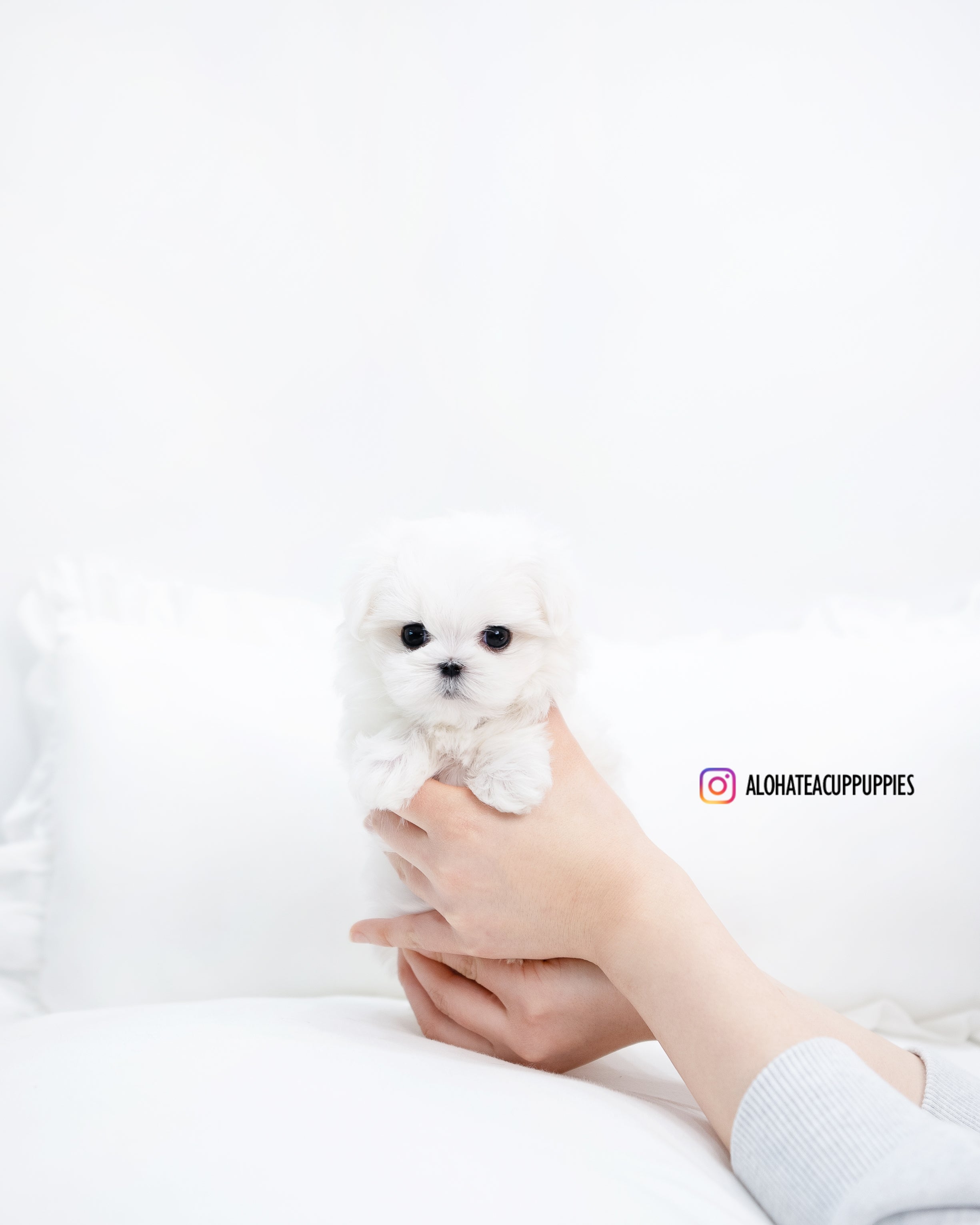 Benjamin [TEACUP MALTESE]
