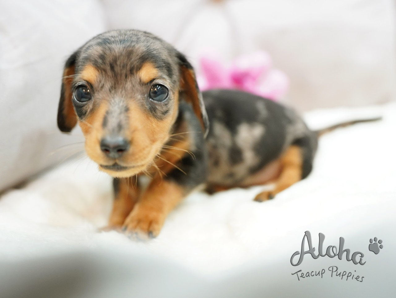 RAY [TEACUP Dachshund]