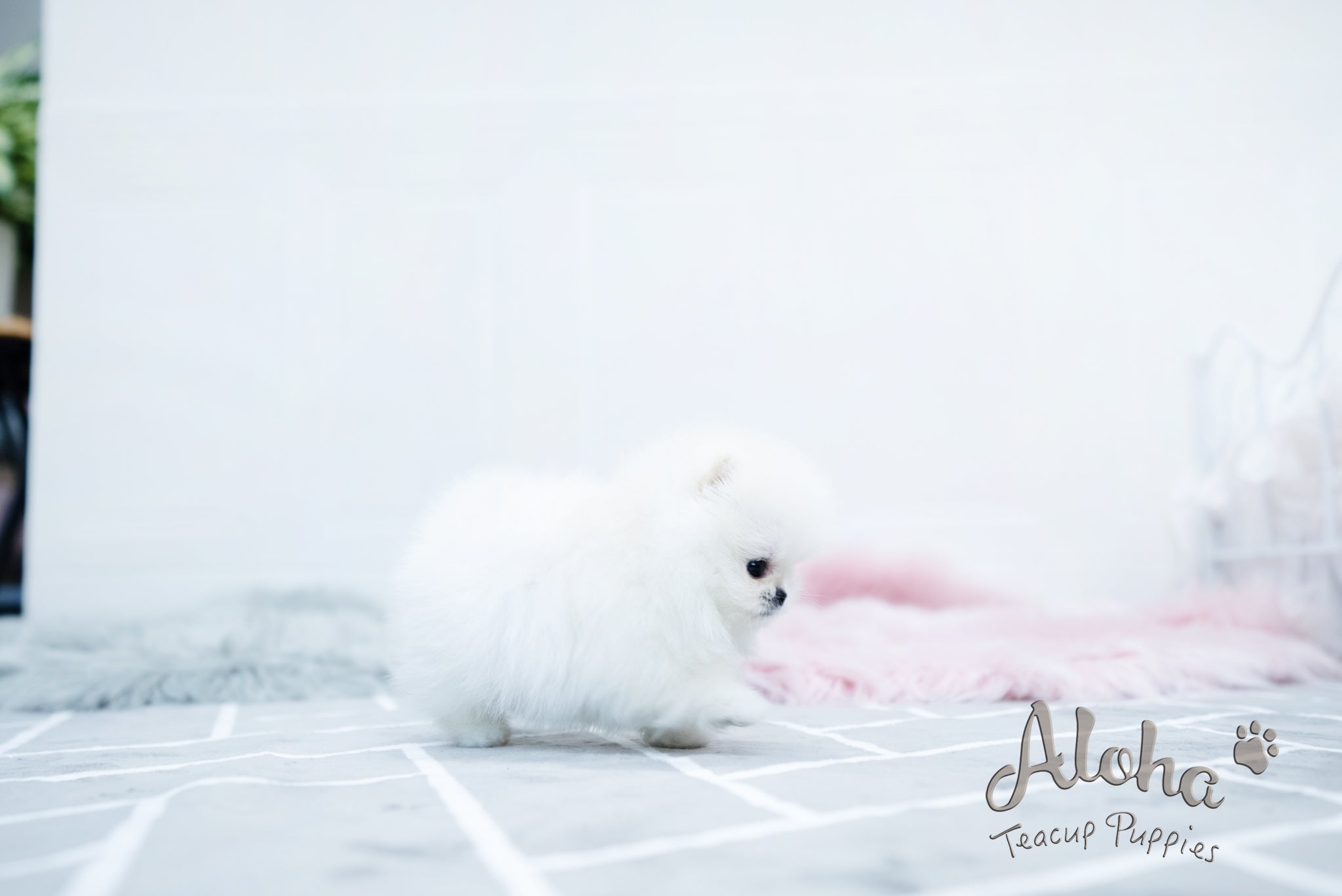 Bear [TEACUP POMERANIAN]