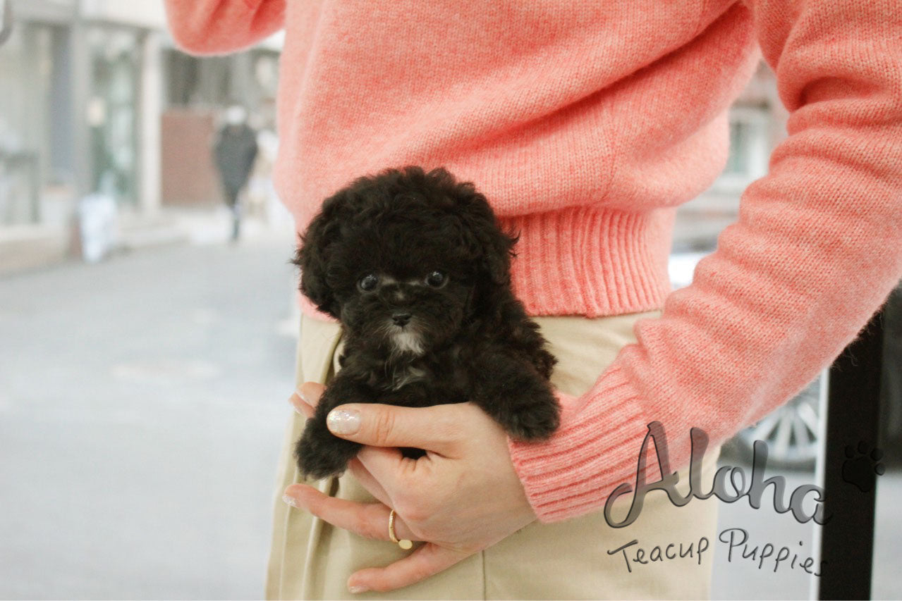 Benny [TEACUP POODLE]