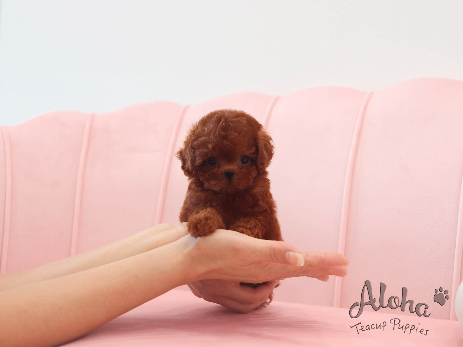 Ferrari [TEACUP MALTIPOO]