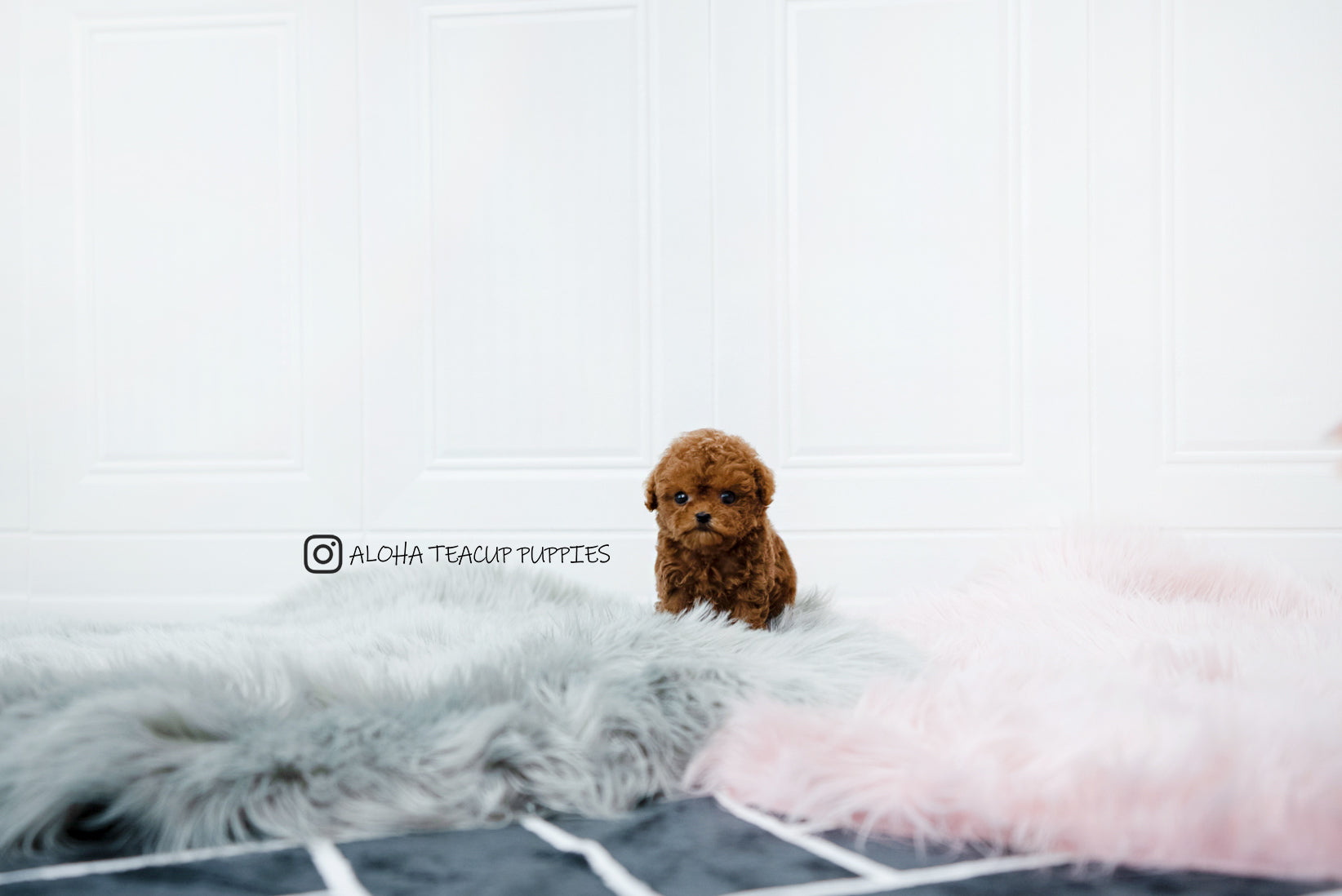 Sonny [TEACUP POODLE]