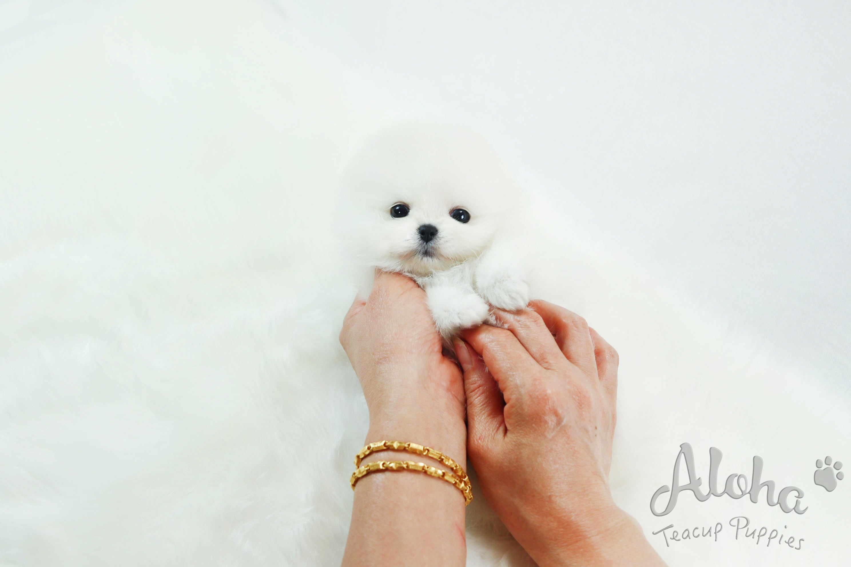 Sold to Misti, Marshmallow [Teacup Pomeranian]