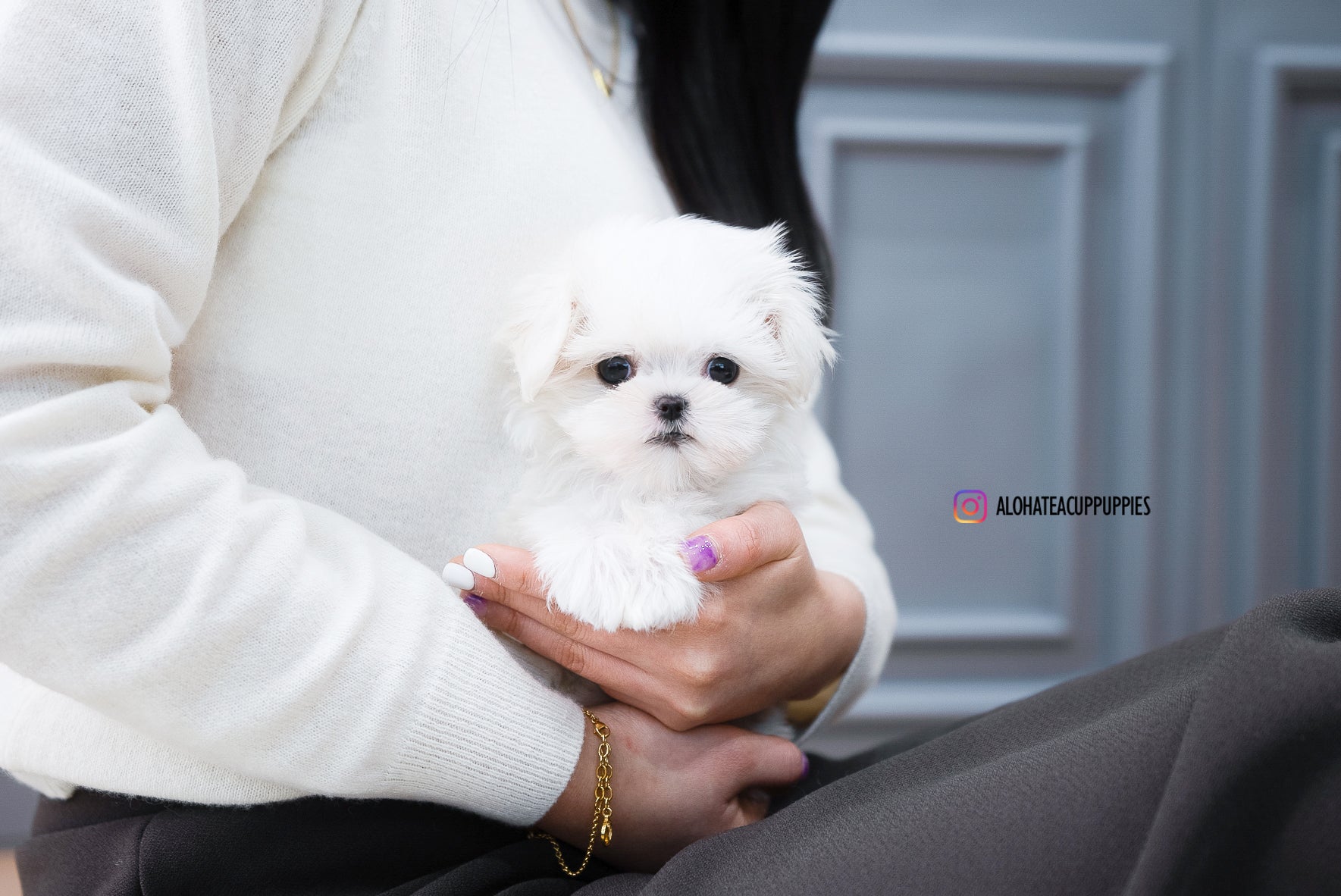 Ted [TEACUP MALTESE]