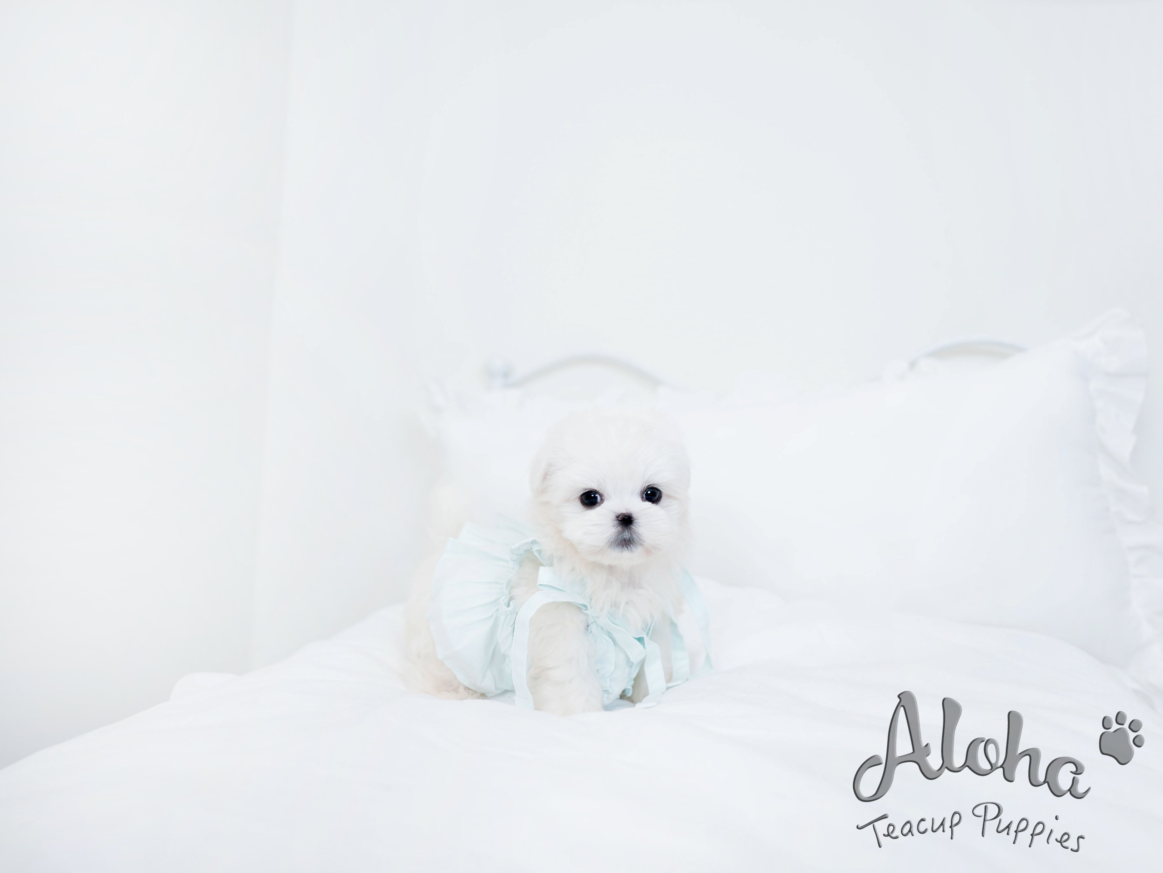 Owen [TEACUP MALTESE]