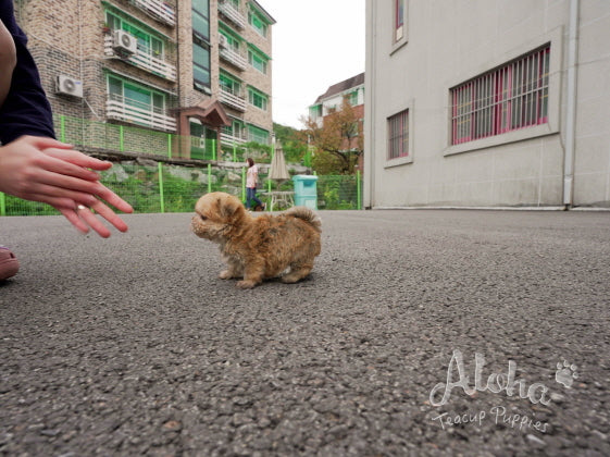 Cheese [TEACUP MORKIE]