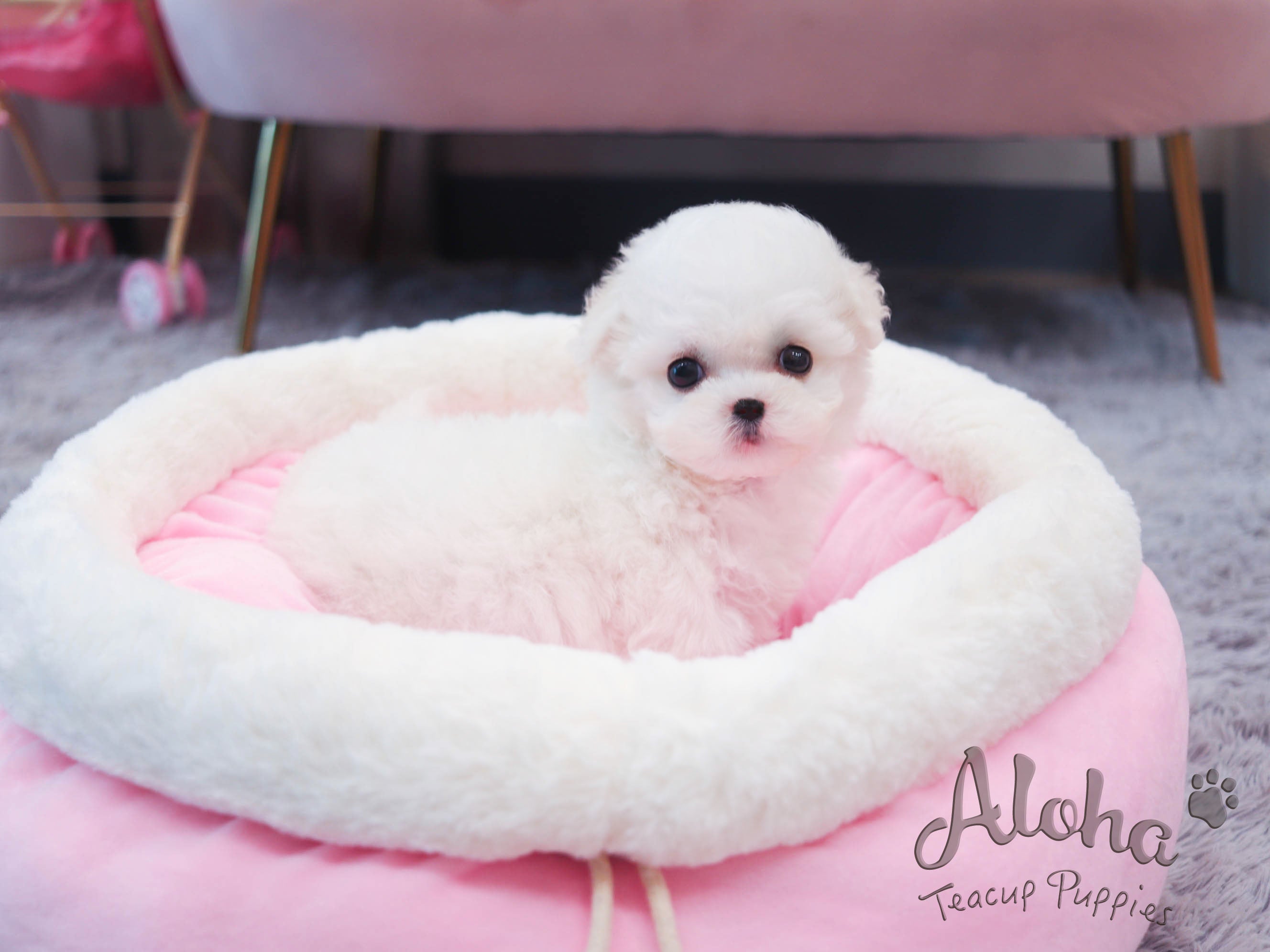 Grace [TEACUP Bichon]