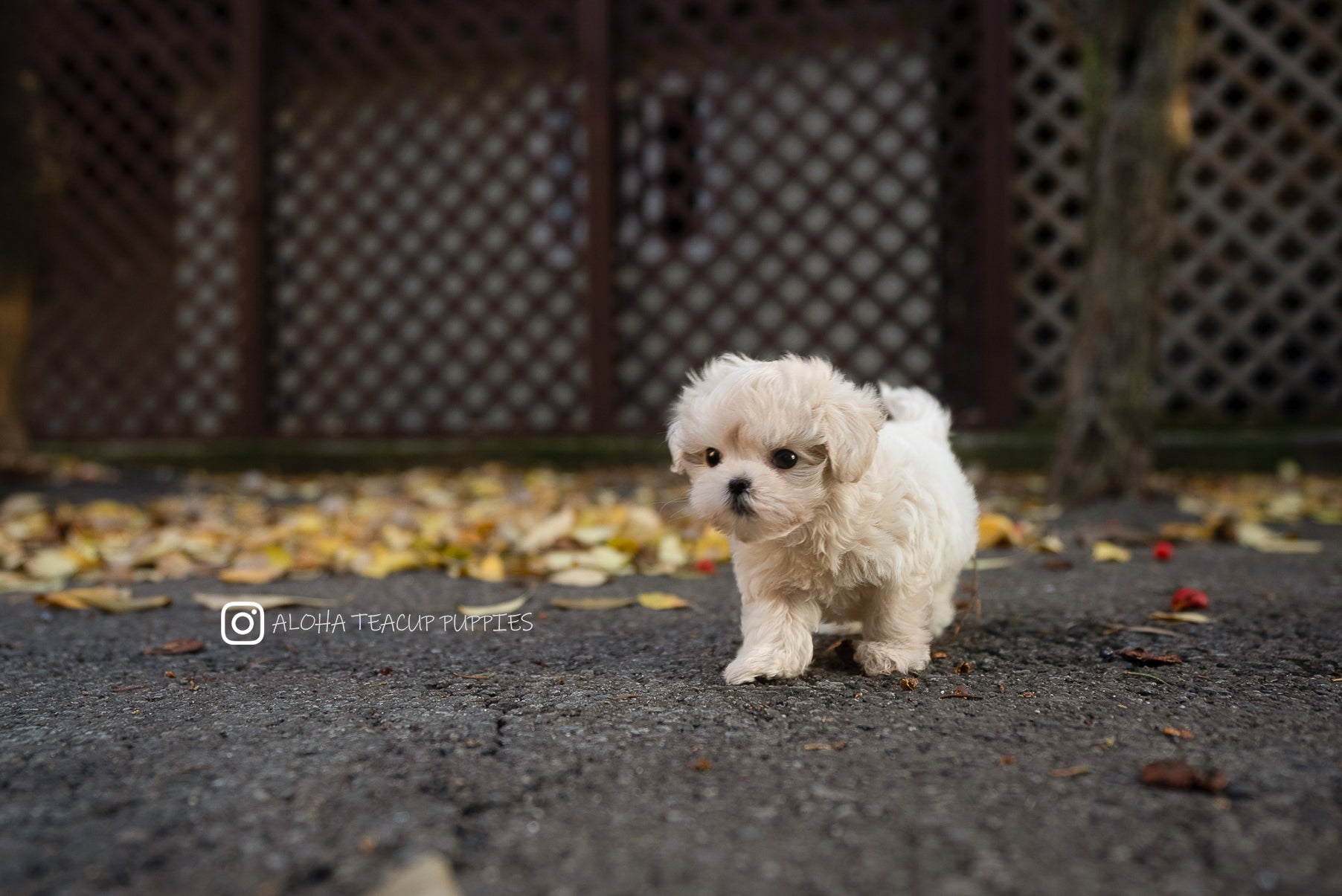 Vivian [TEACUP MALTIPOO]