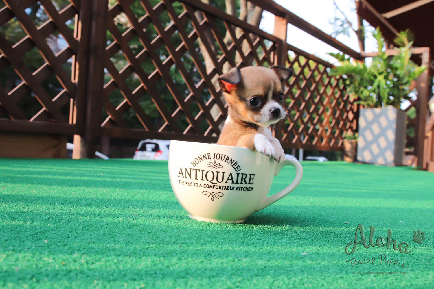 Jerome - [Chihuahua]