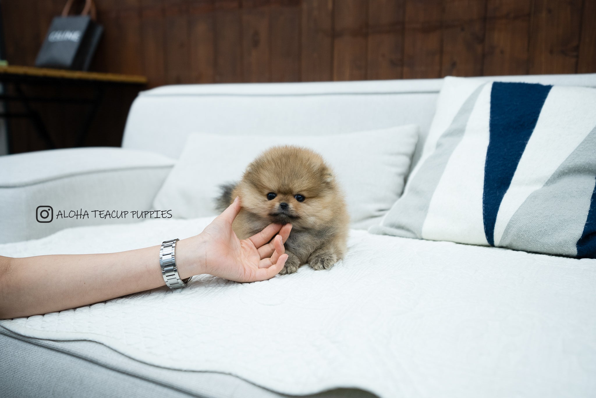 Diego [TEACUP POMERANIAN]