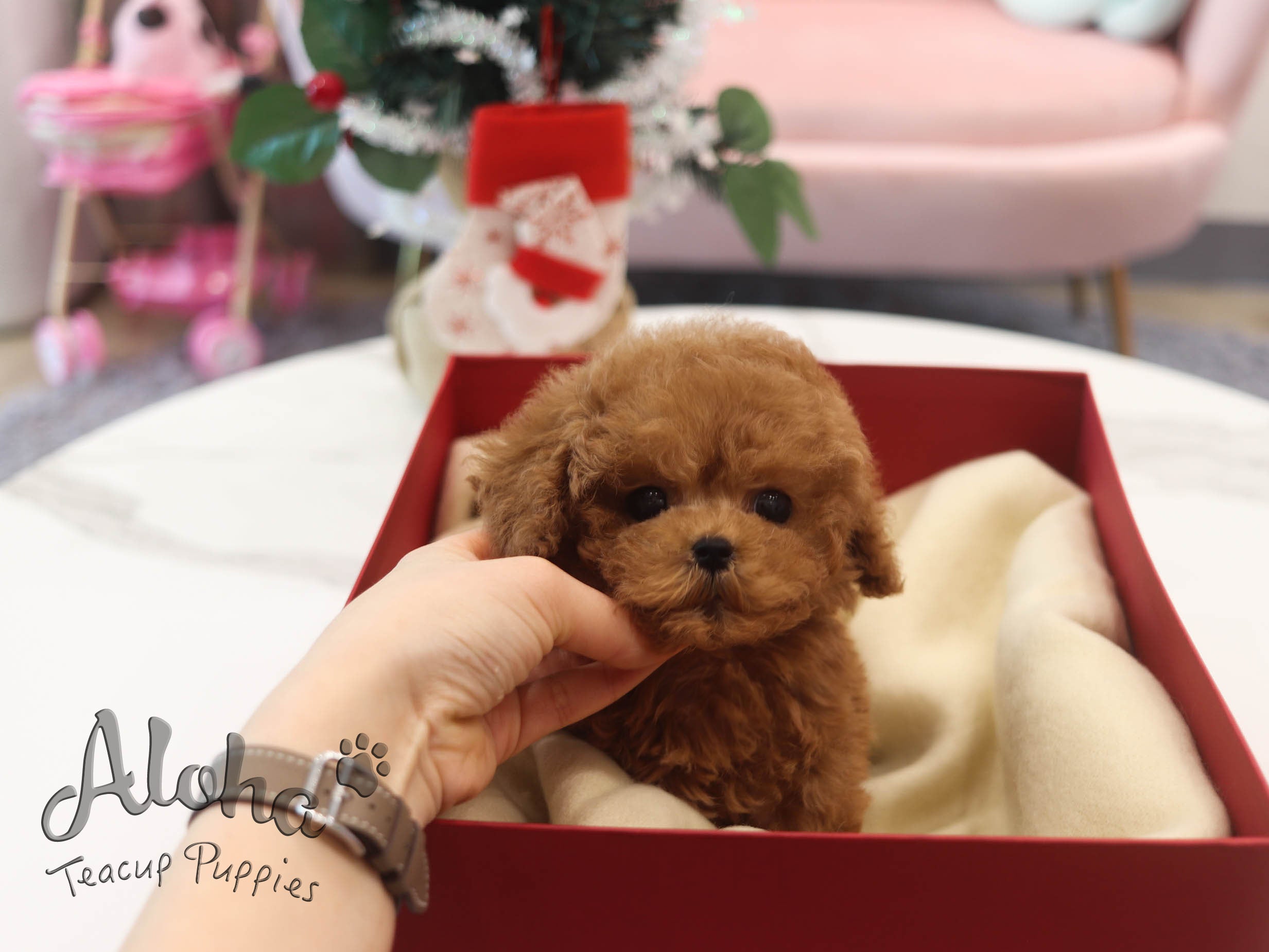 Mini [TEACUP Poodle]