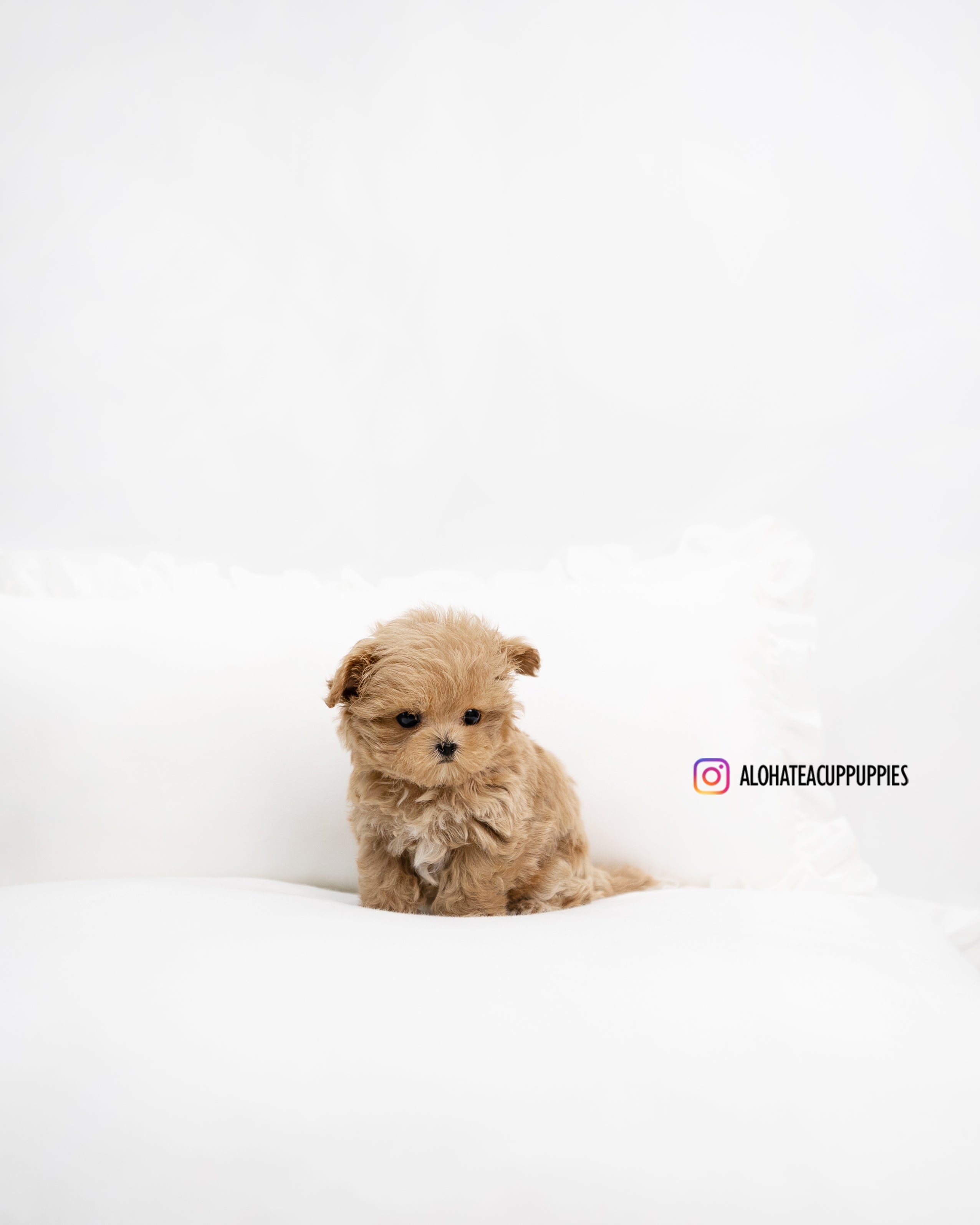 Leo [TEACUP MALTIPOO]