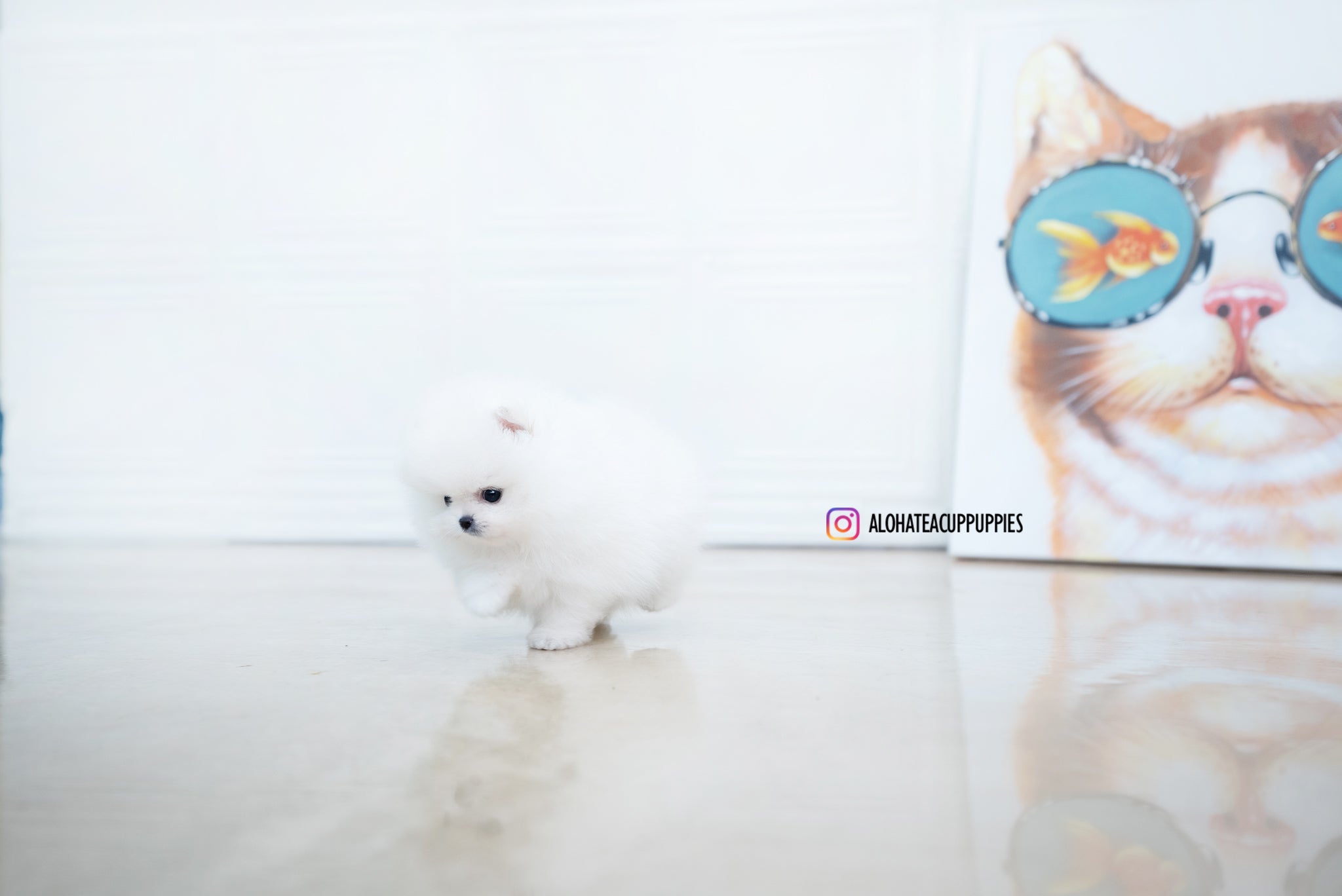 Enzo [POMERANIAN]