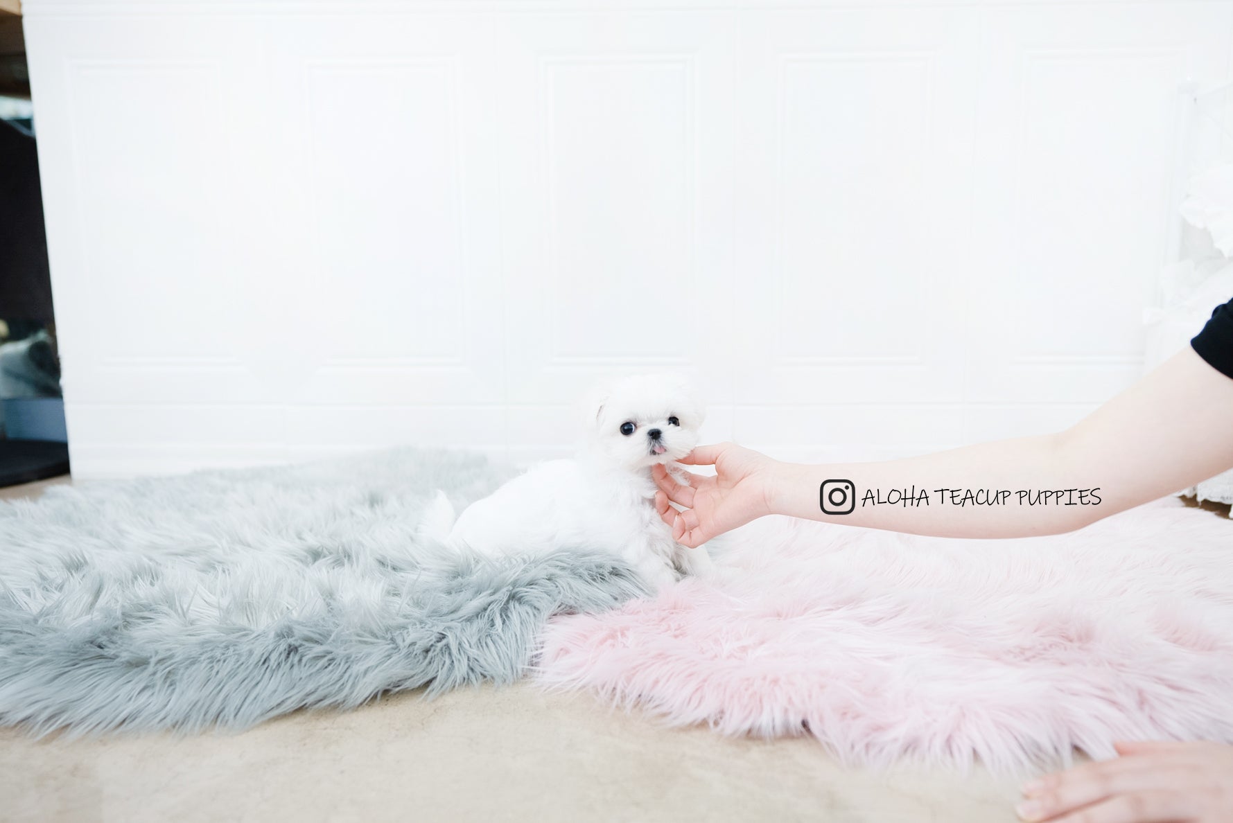Sunny [TEACUP MALTESE]