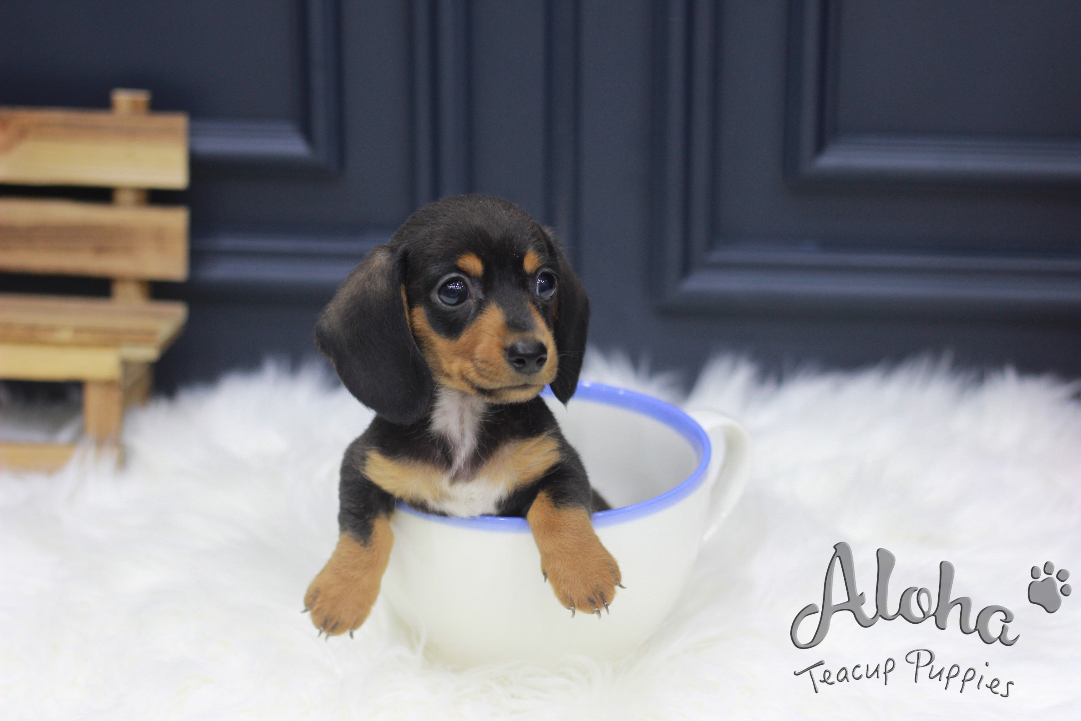 Sold to Haley, Tank [Teacup Dachshund]
