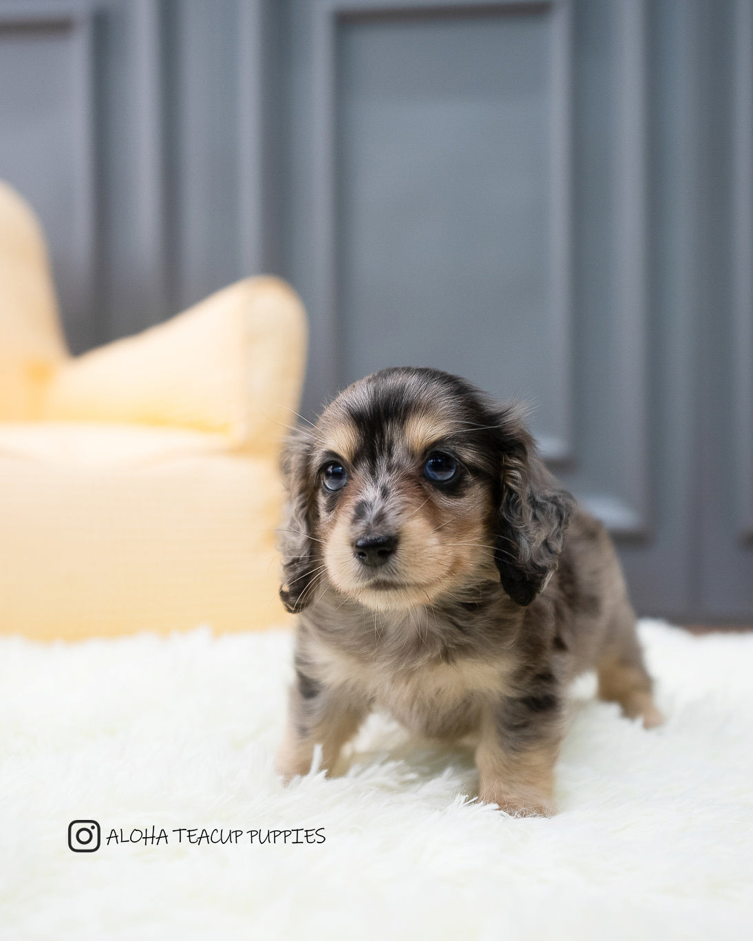 Hush [TEACUP DACHSHUND]