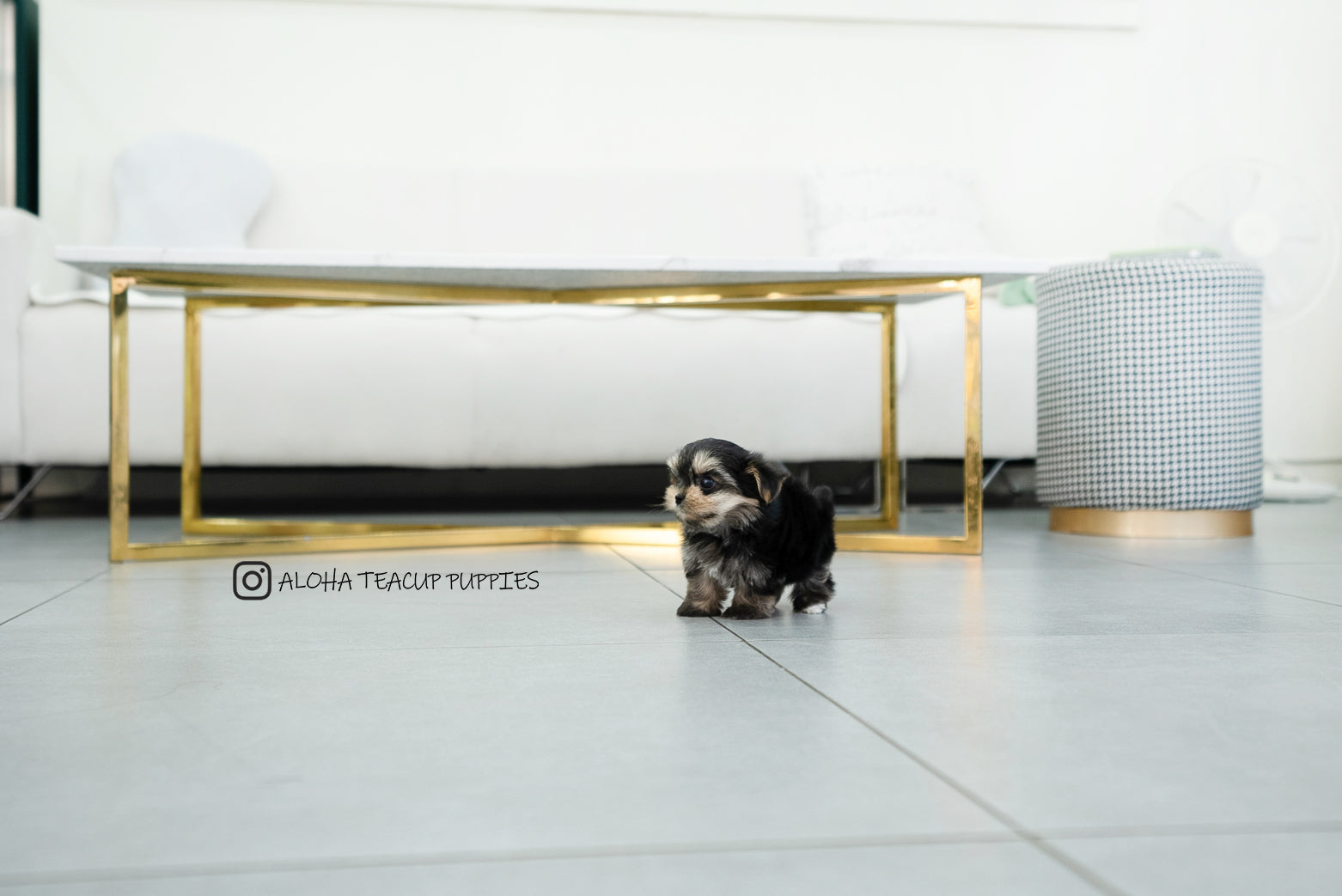 Leyna [TEACUP Morkie]