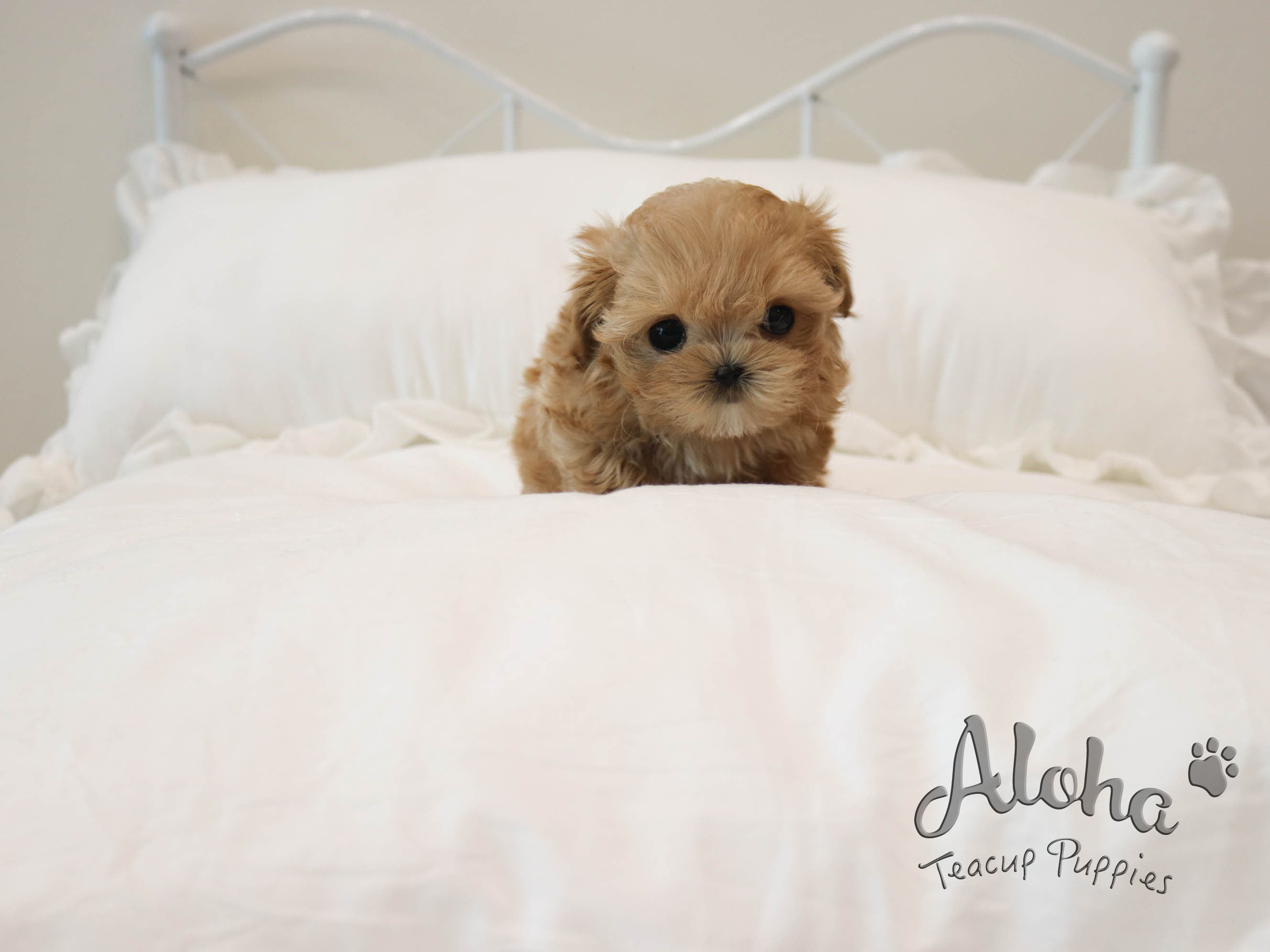 Lola [TEACUP MALTIPOO]