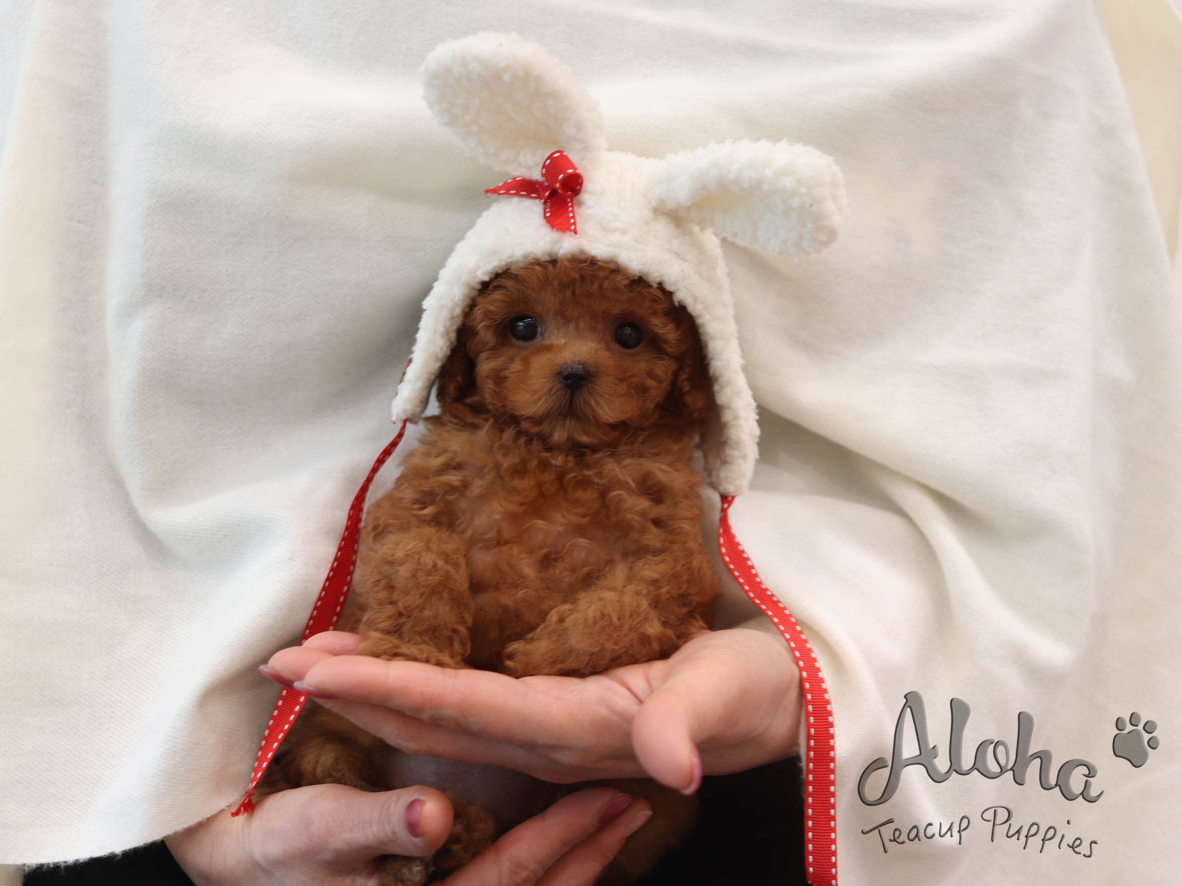 Mignon [TEACUP POODLE]