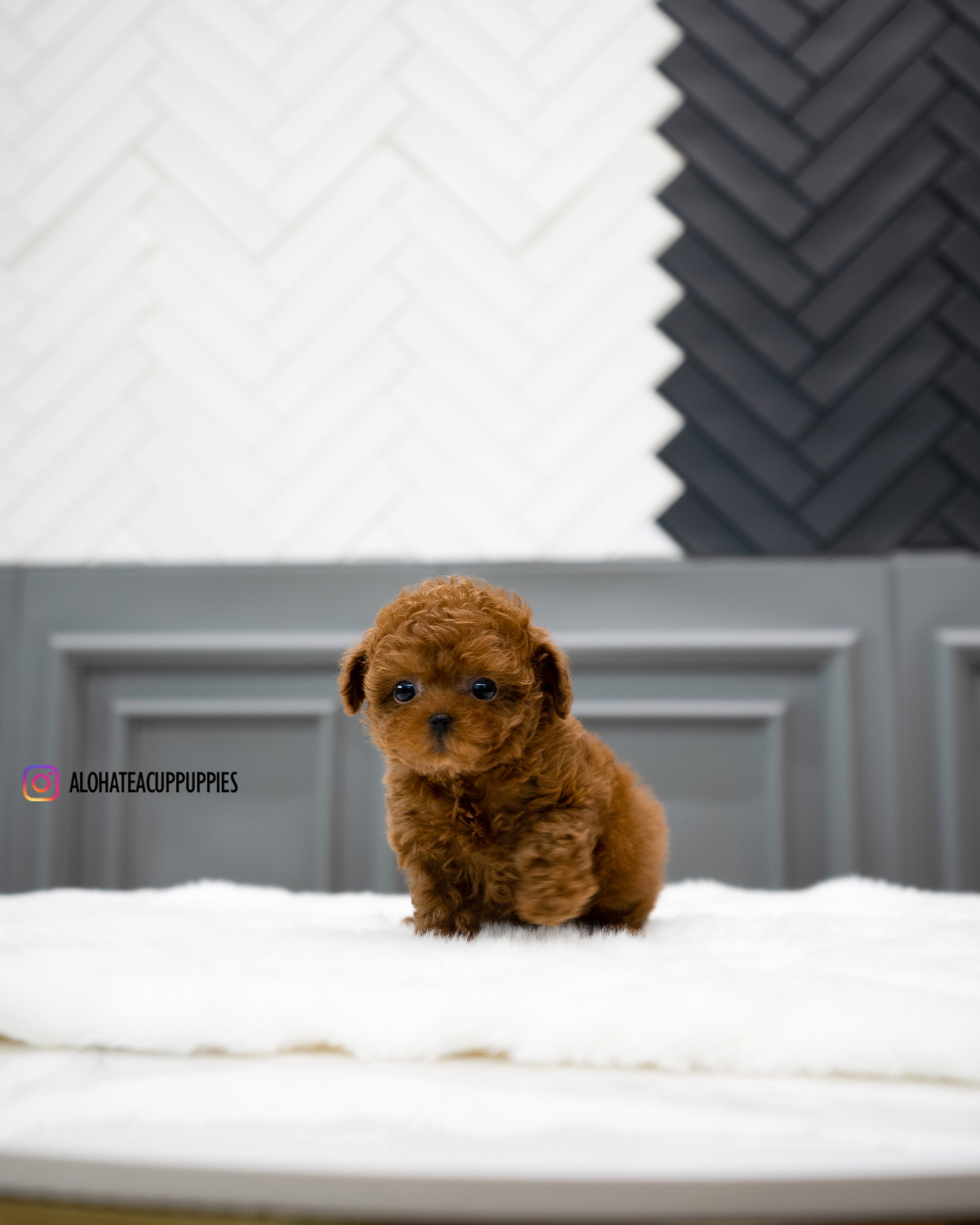 Dan [TEACUP POODLE]