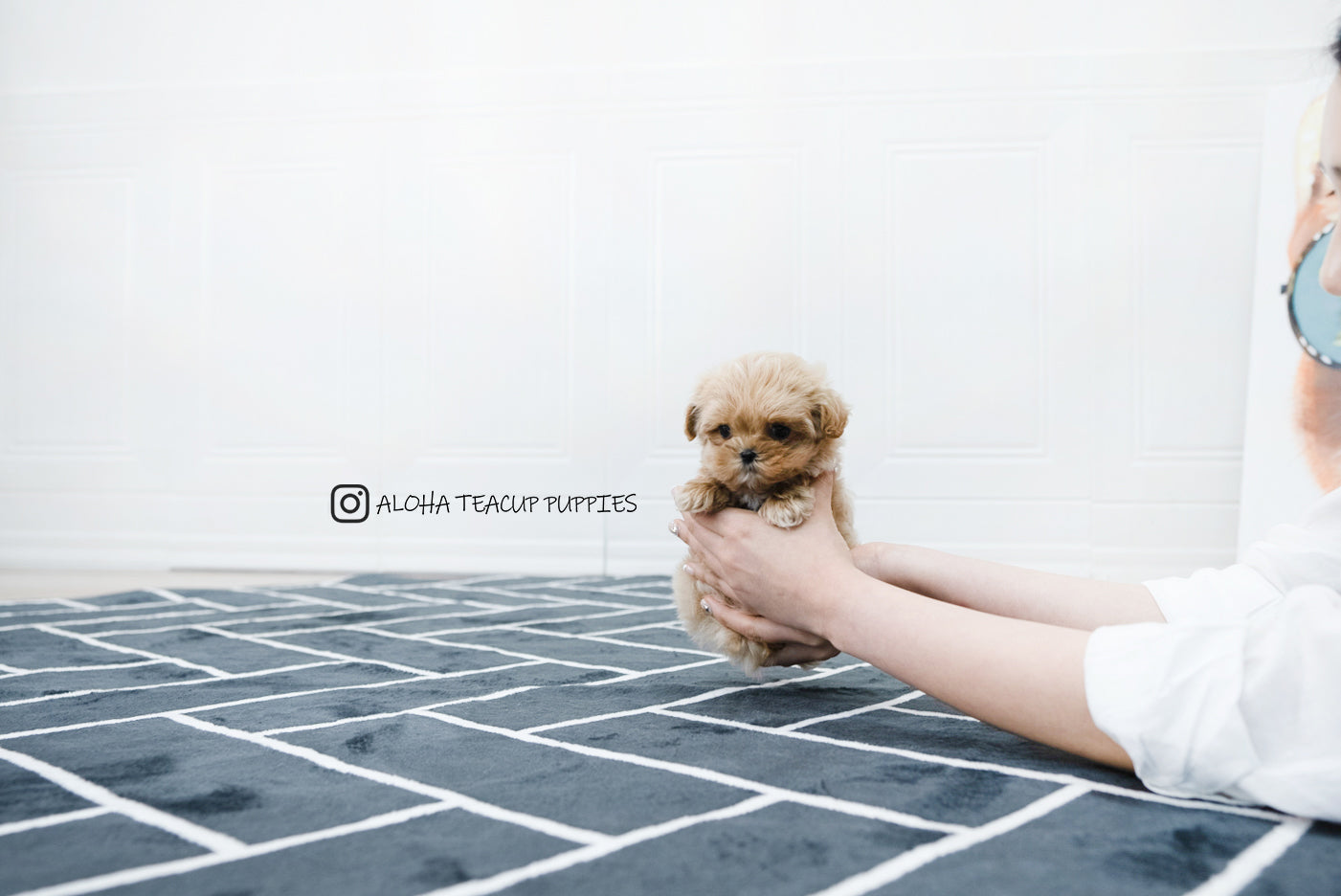 Chris [TEACUP MALTIPOO]