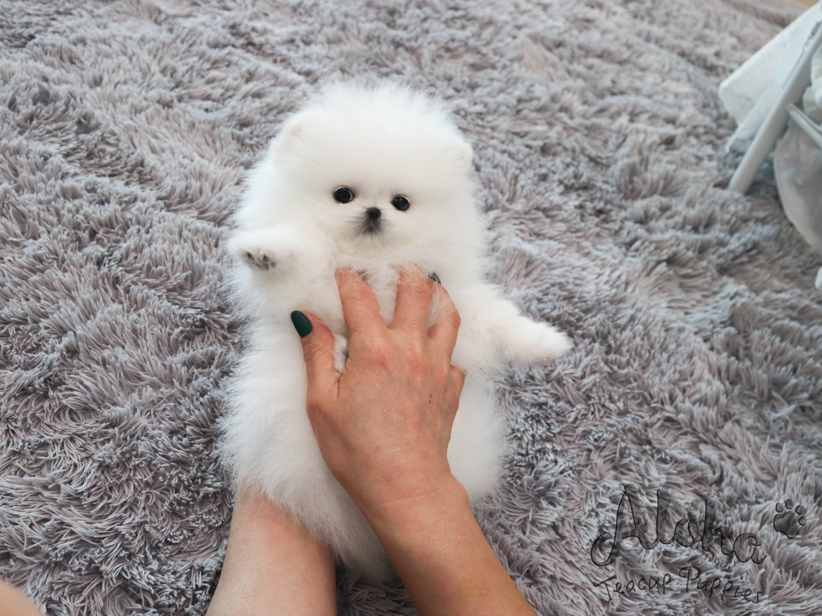 Pepper [TEACUP POMERANIAN]