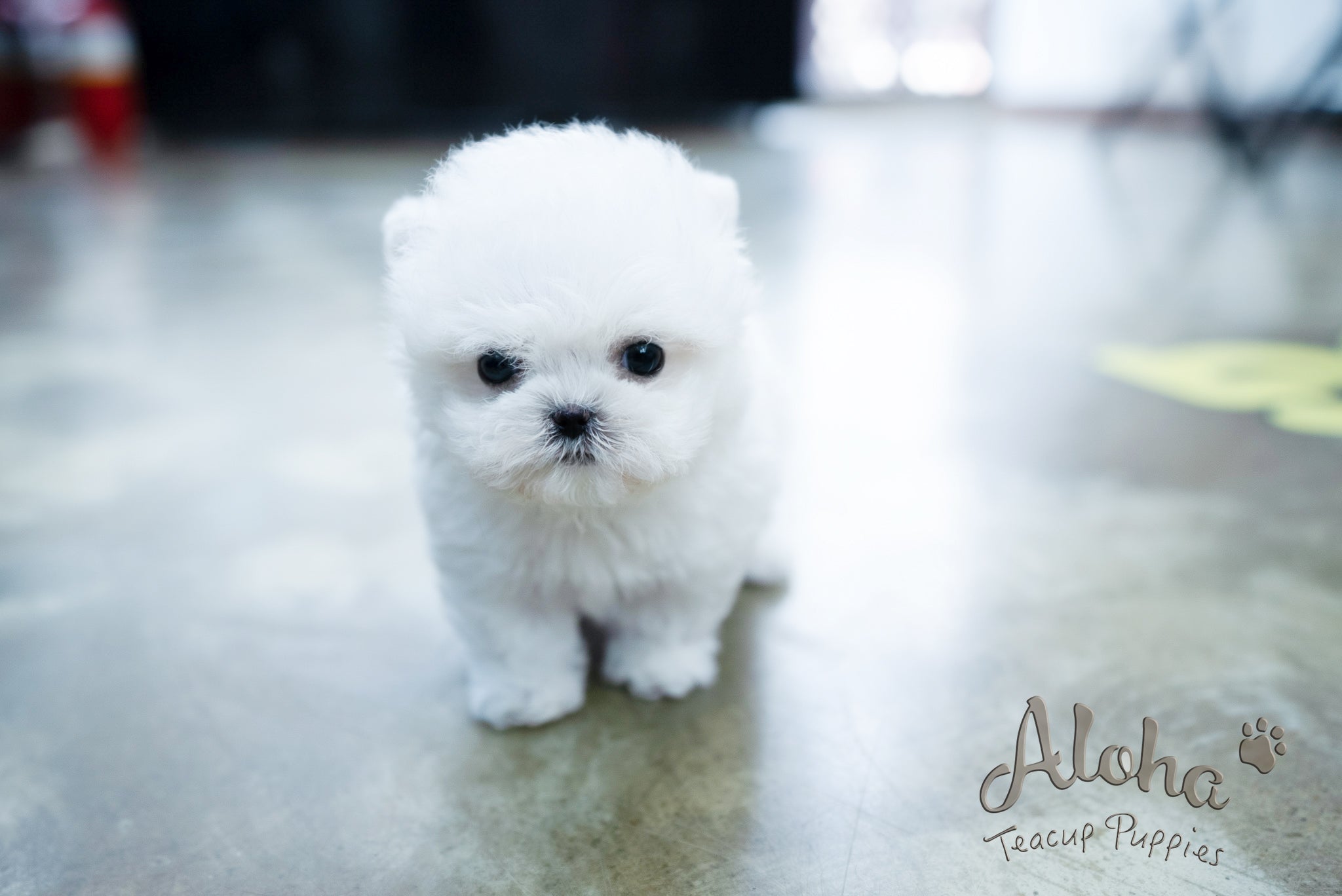 Angela [TEACUP BICHON]