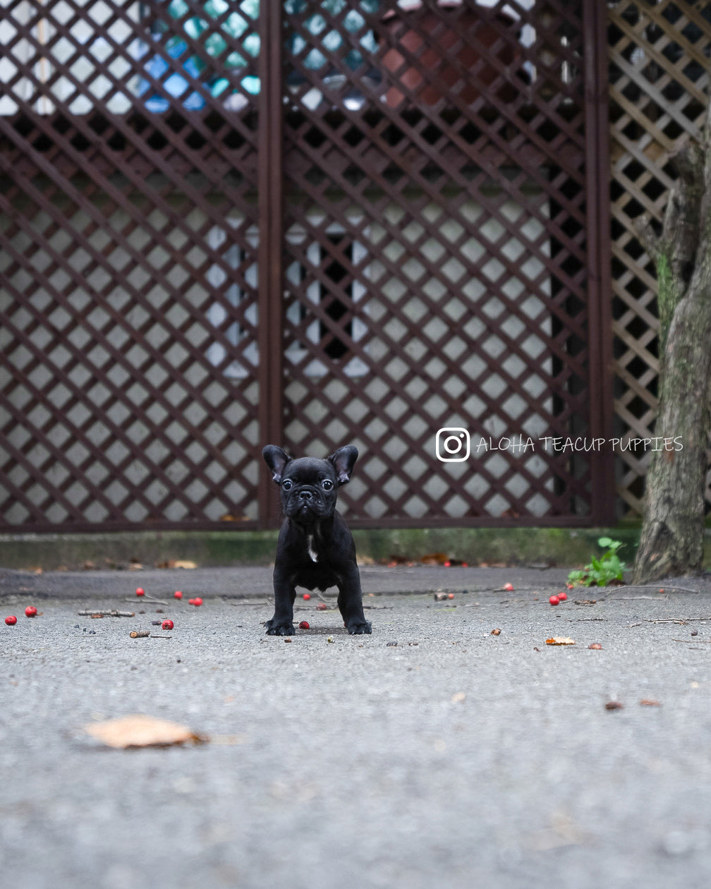 Poppy [FRENCH BULLDOG]