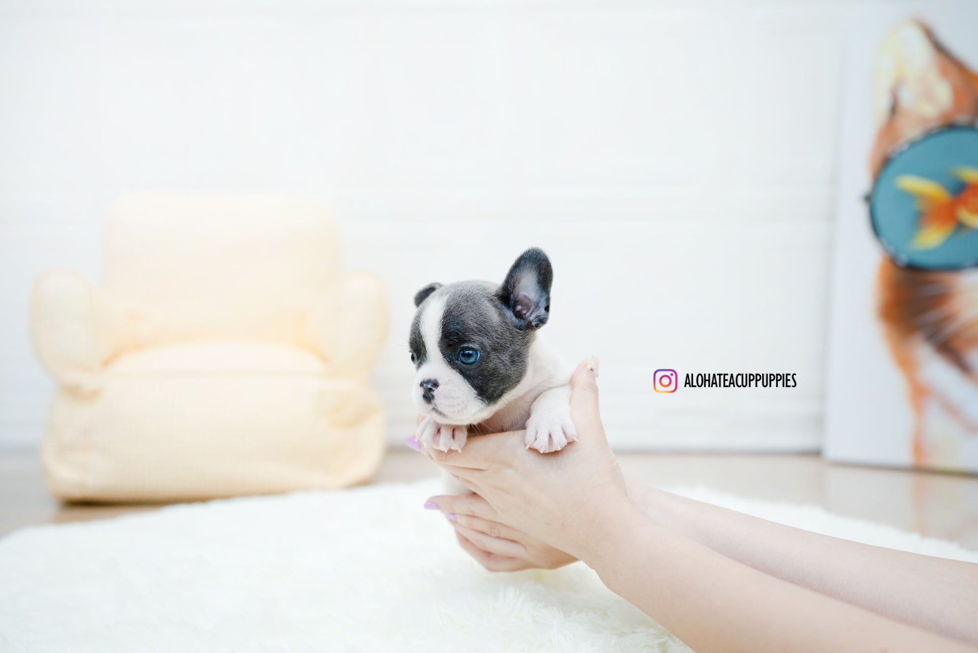 Brody [TEACUP FRENCH]
