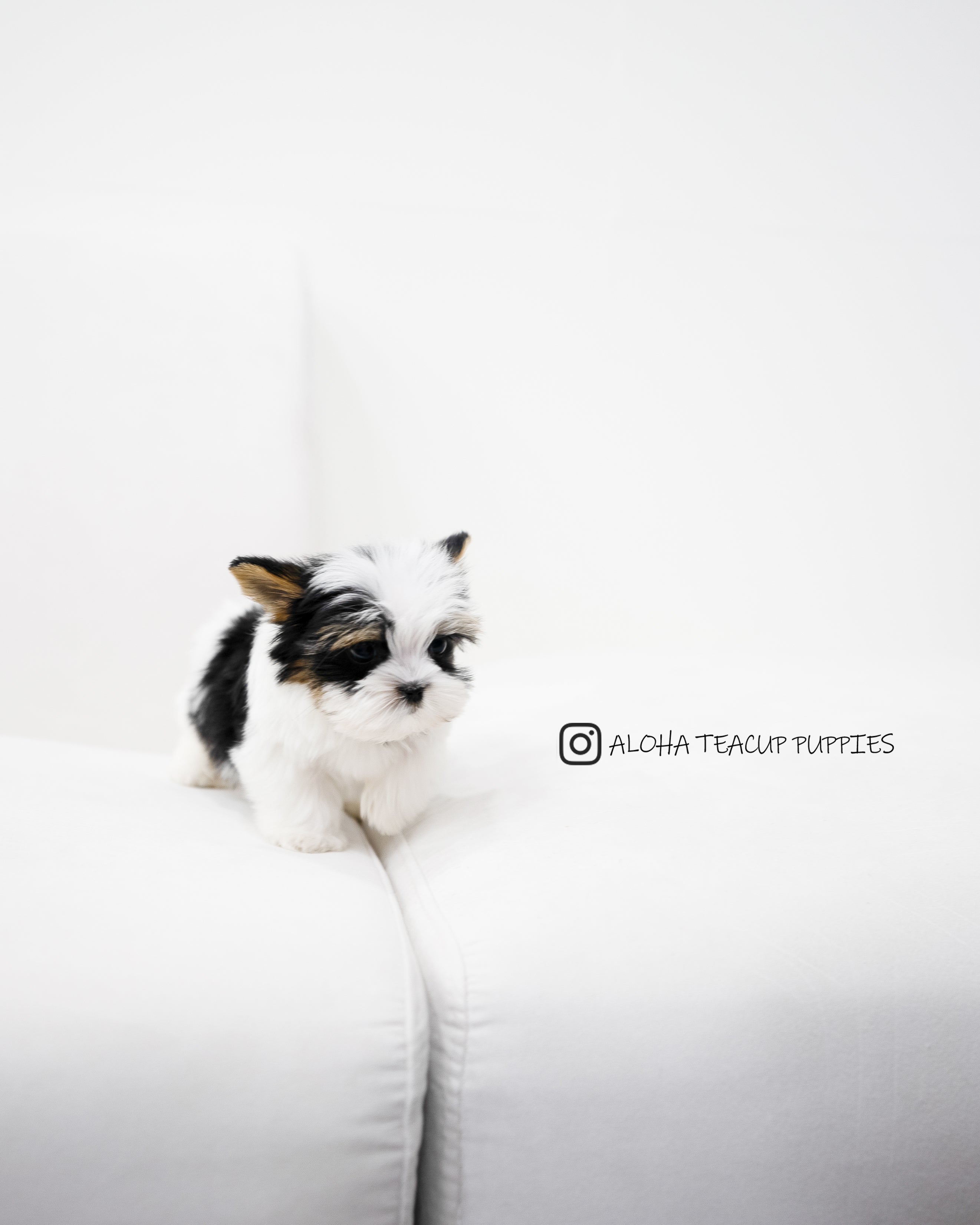 Jayden [TEACUP Biewer Terrier]