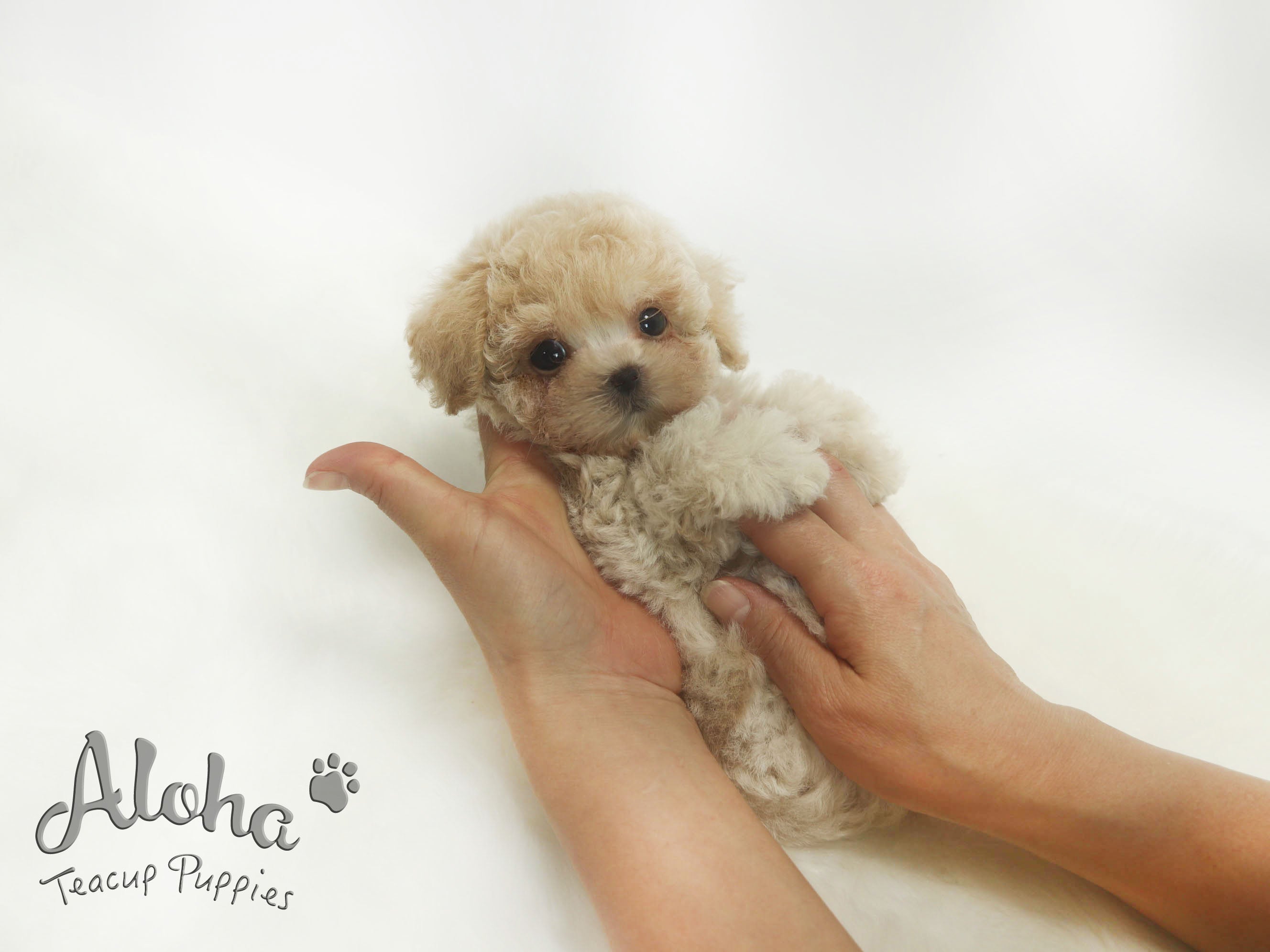 Sold to Dianne, Nina [TEACUP Maltipoo]