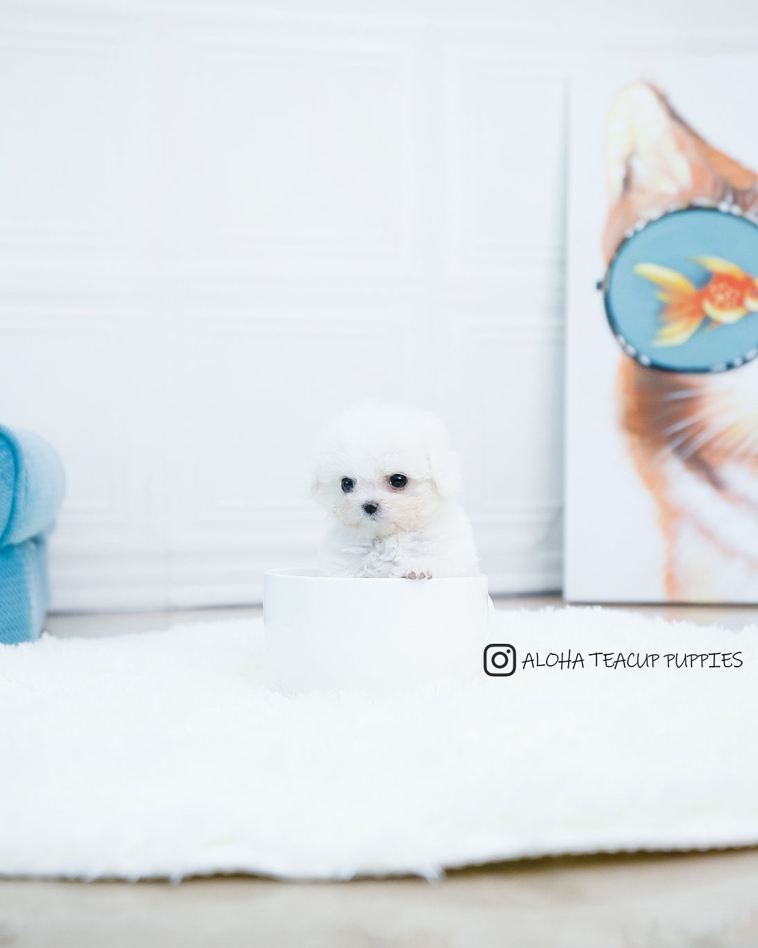Audrey [TEACUP POODLE]