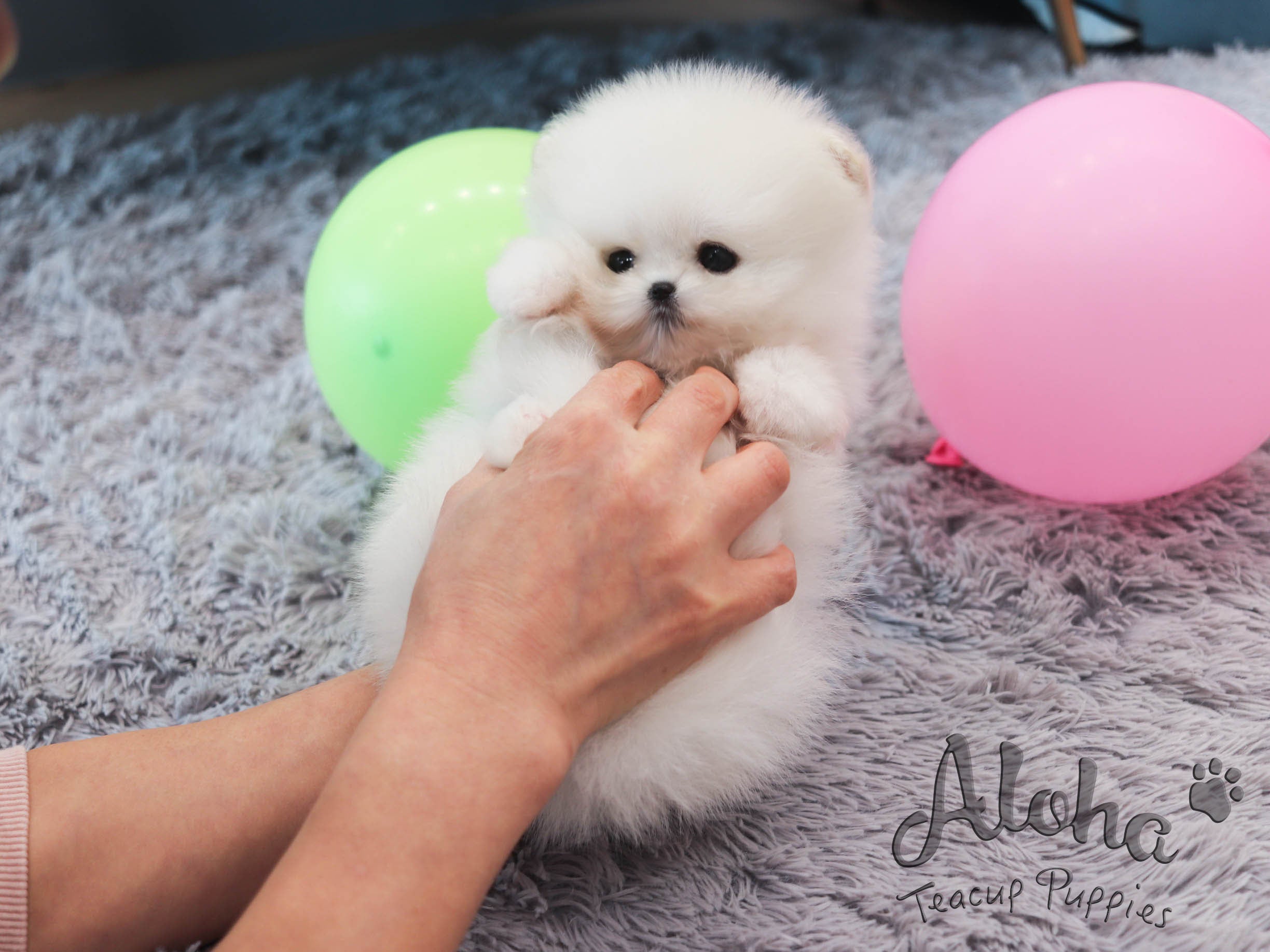 Ava [TEACUP POMERANIAN]