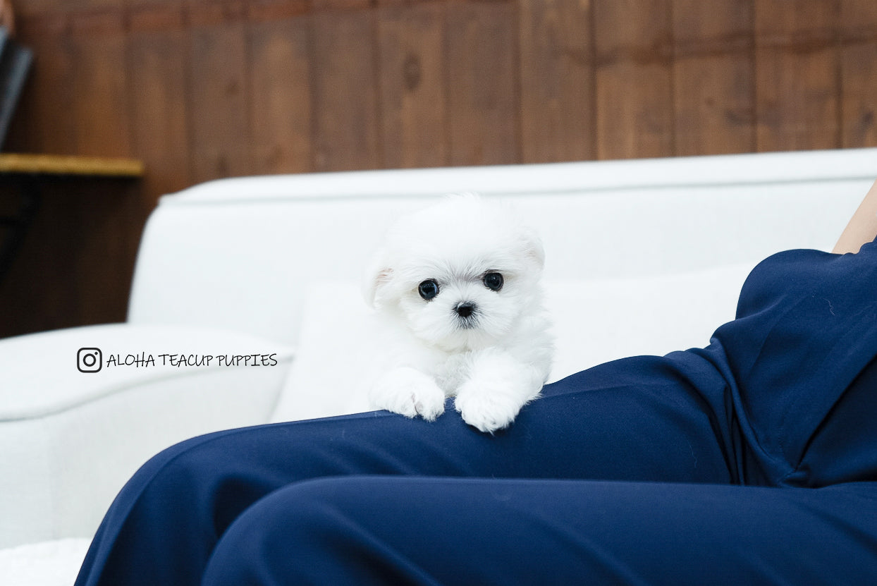 Bono [TEACUP MALTESE]