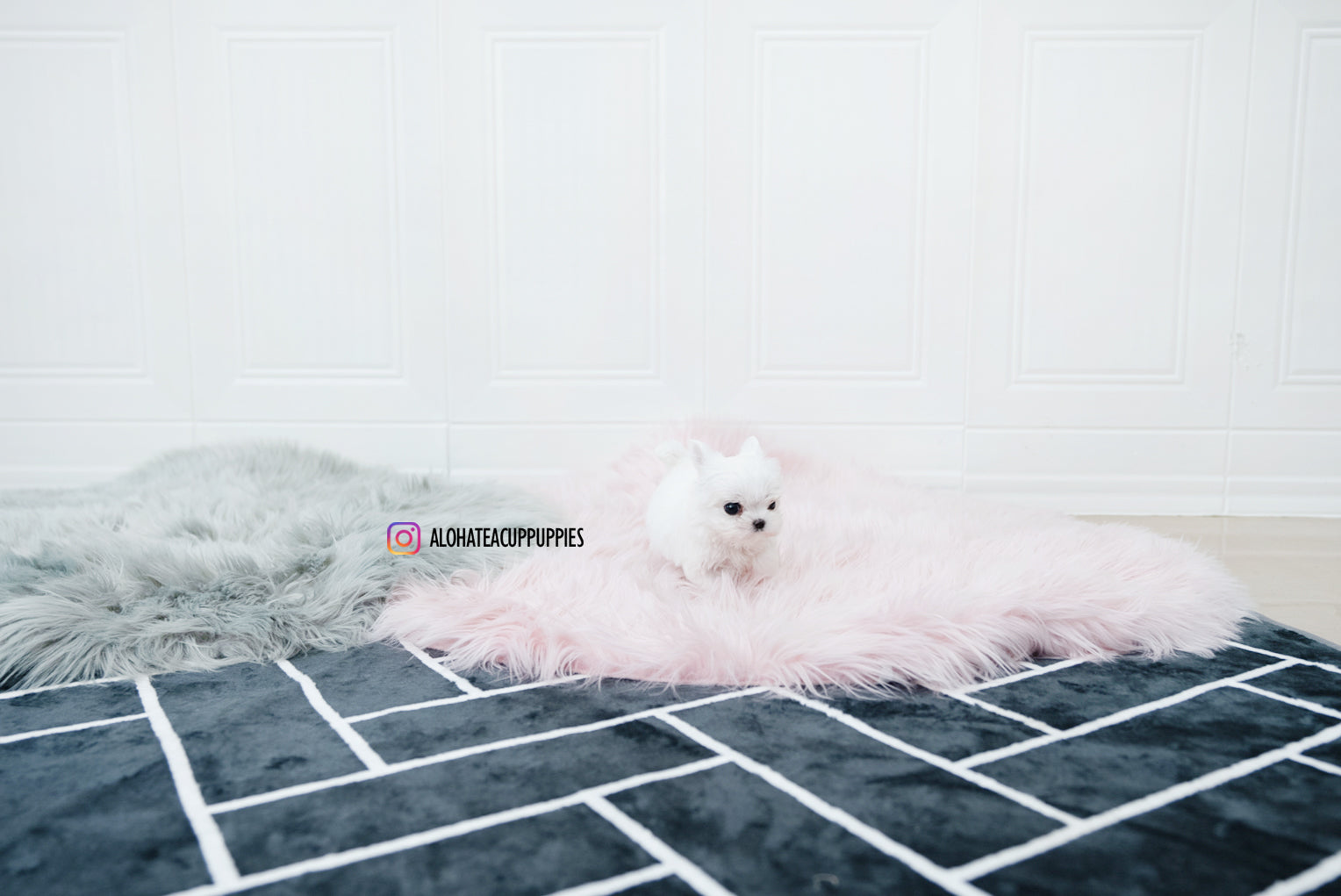 Tiana [TEACUP MALTESE]