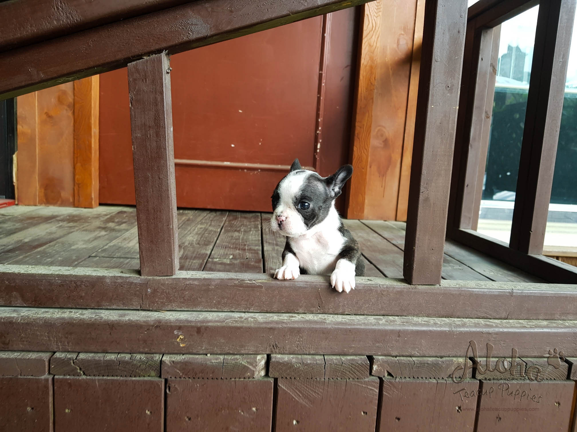 Sold to Jacob, Megan [Teacup French Bulldog]