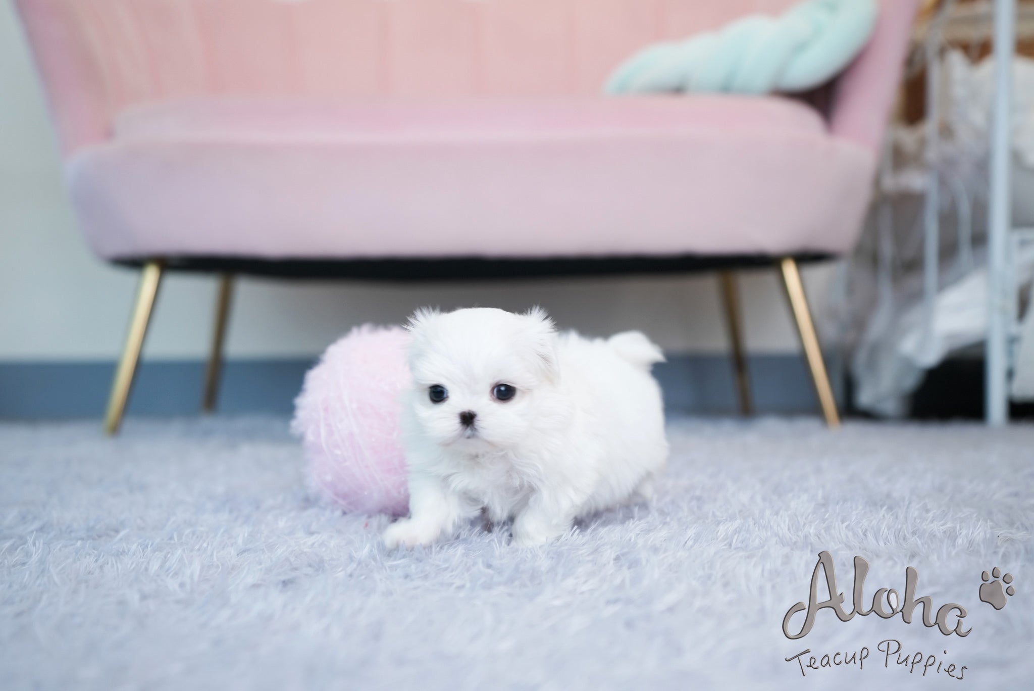Hazel [TEACUP MALTESE]