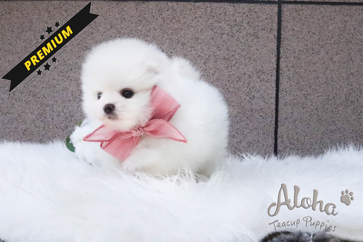 Vendida a Eva, ANNA - [Pomerania Toy]