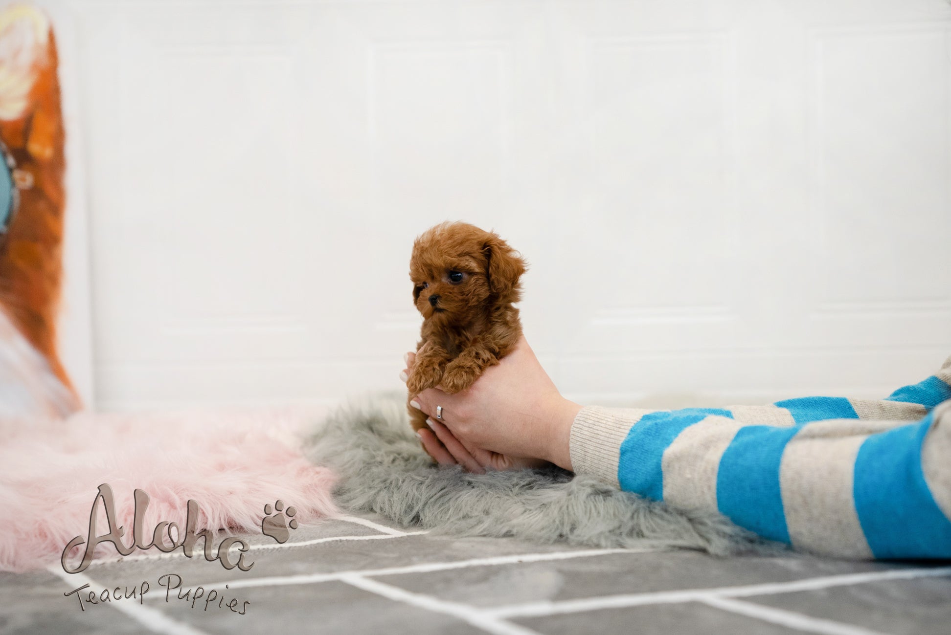 Jenny [TEACUP MALTIPOO]