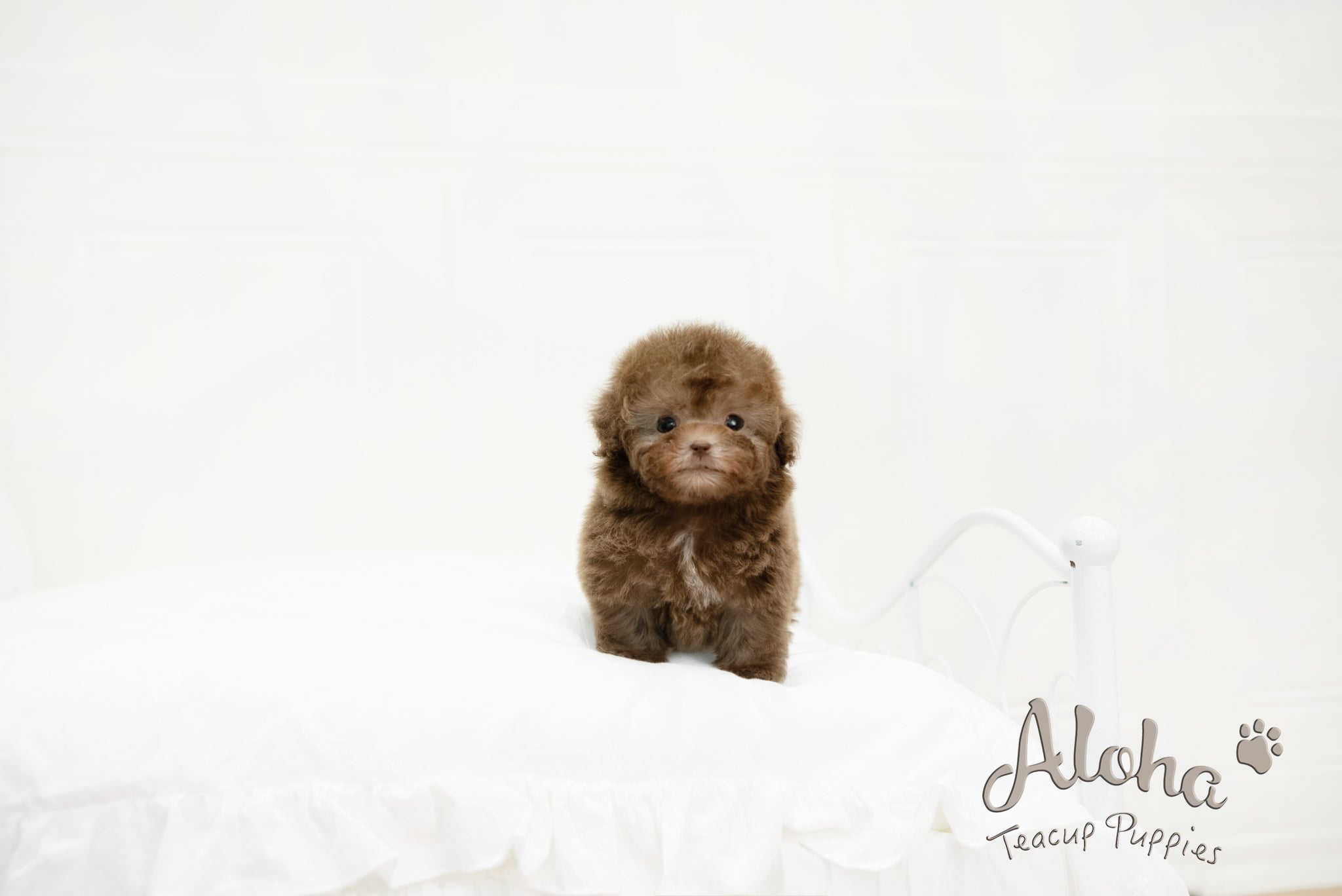 Lucy [TEACUP POODLE]