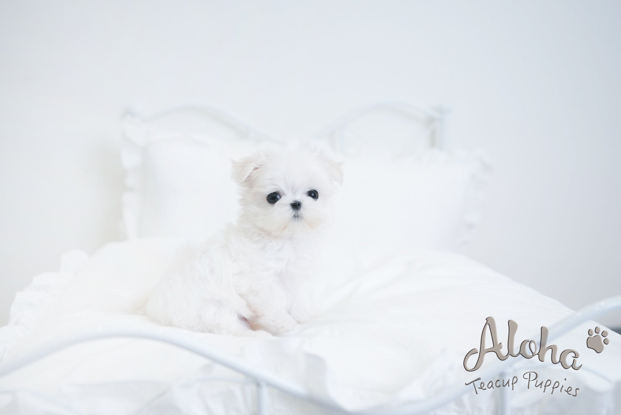 Hermes [TEACUP MALTESE]
