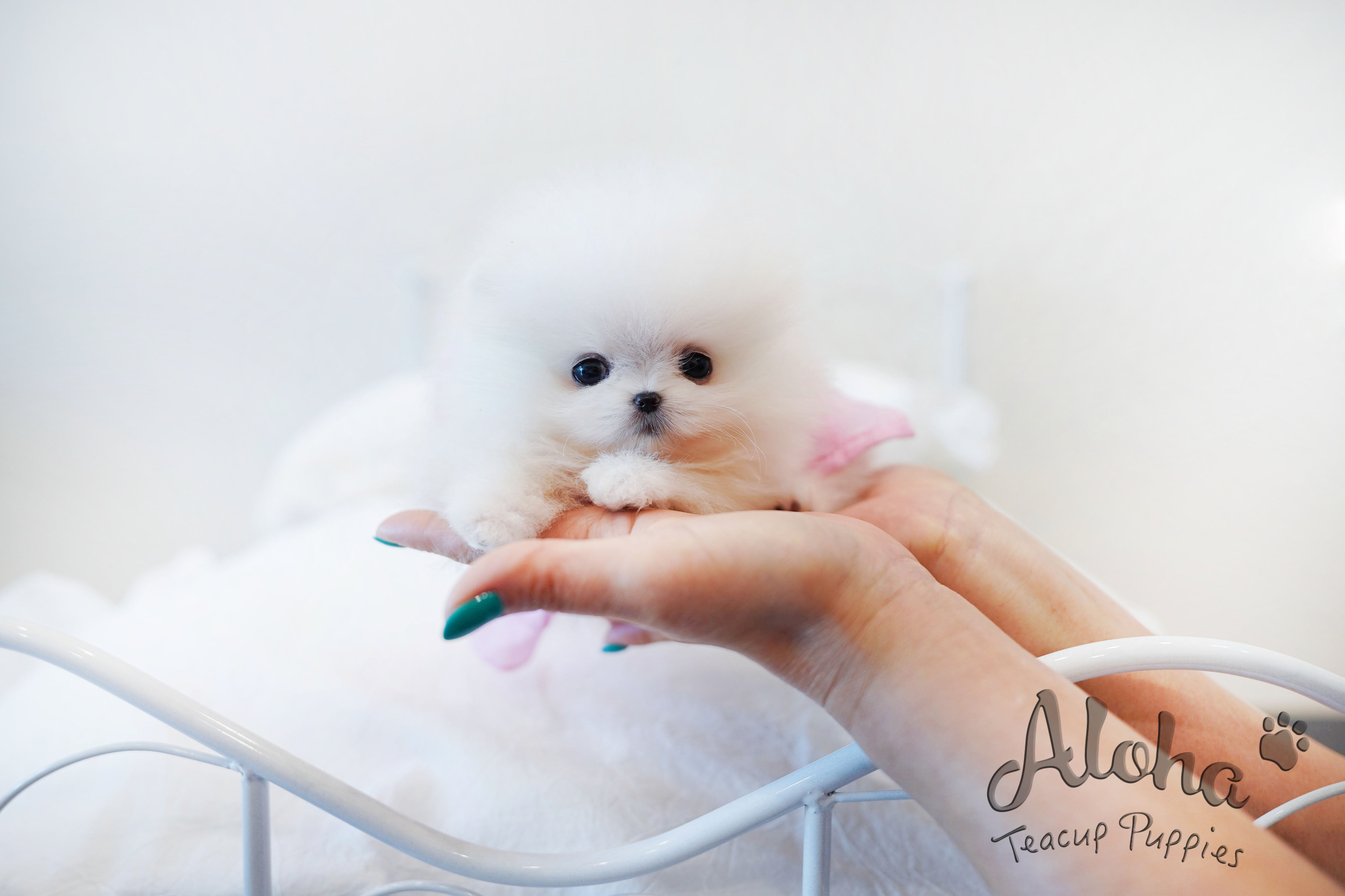 Merry [TEACUP POMERANIAN]