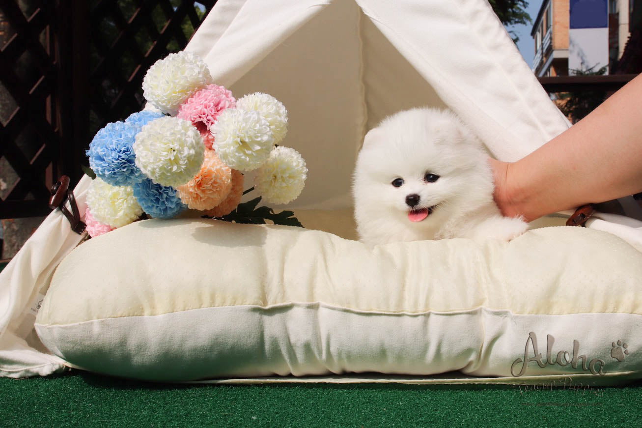 Barnie - [Pomeranian]