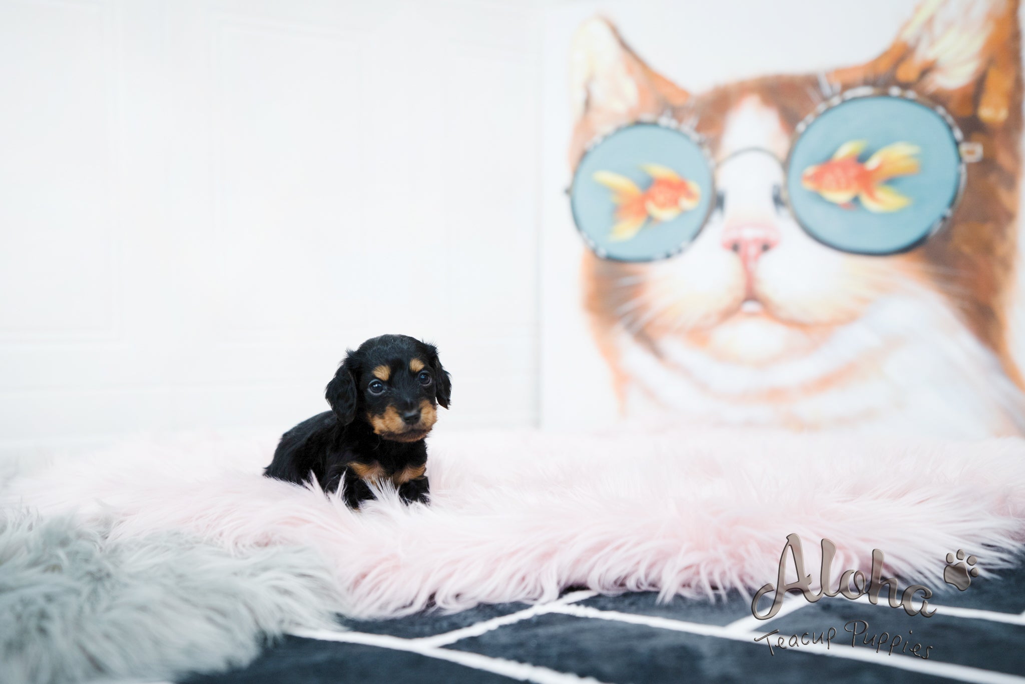 Della [TEACUP DACHSHUND]