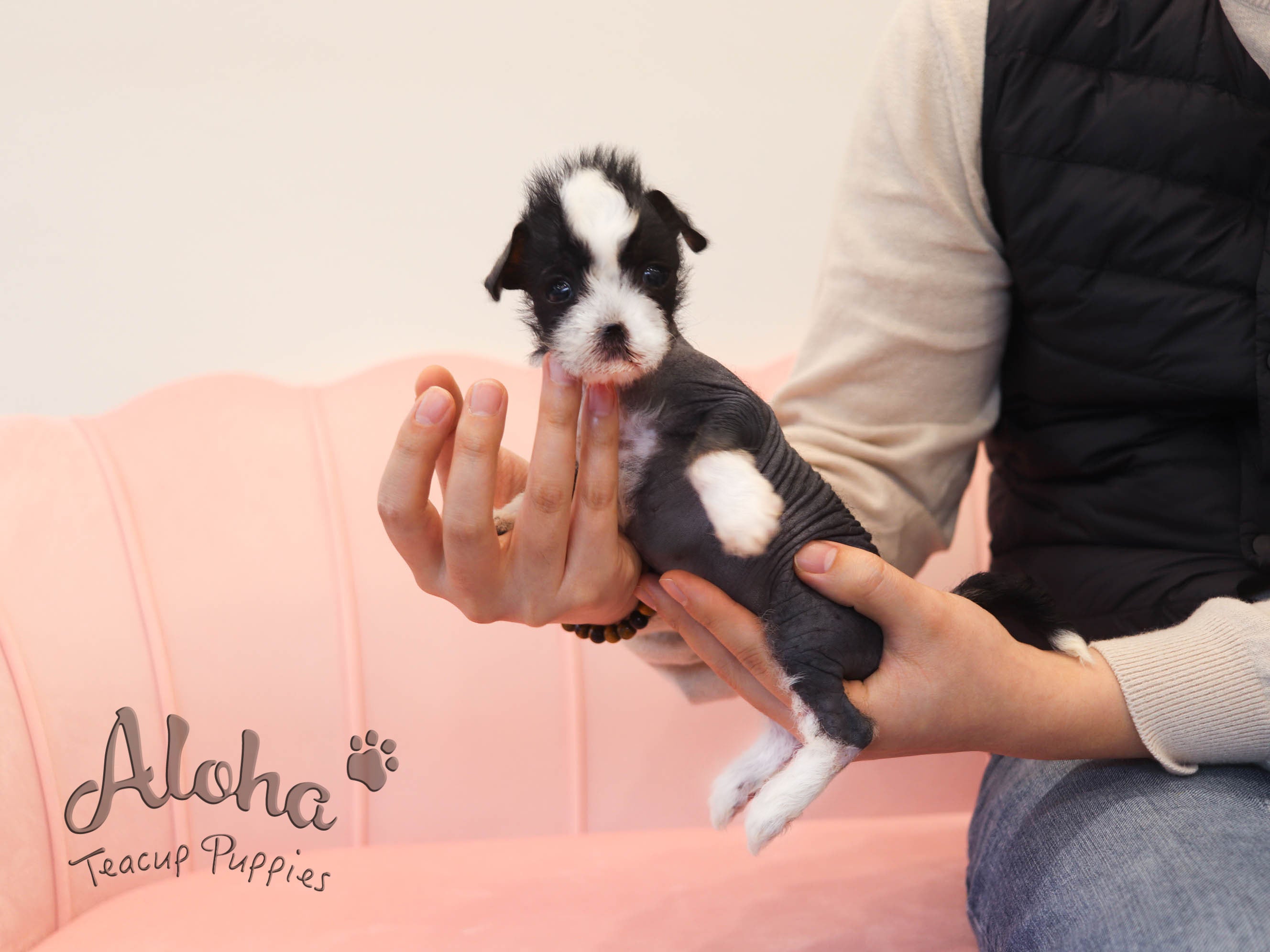 Verawang [TEACUP Chinese Crested]