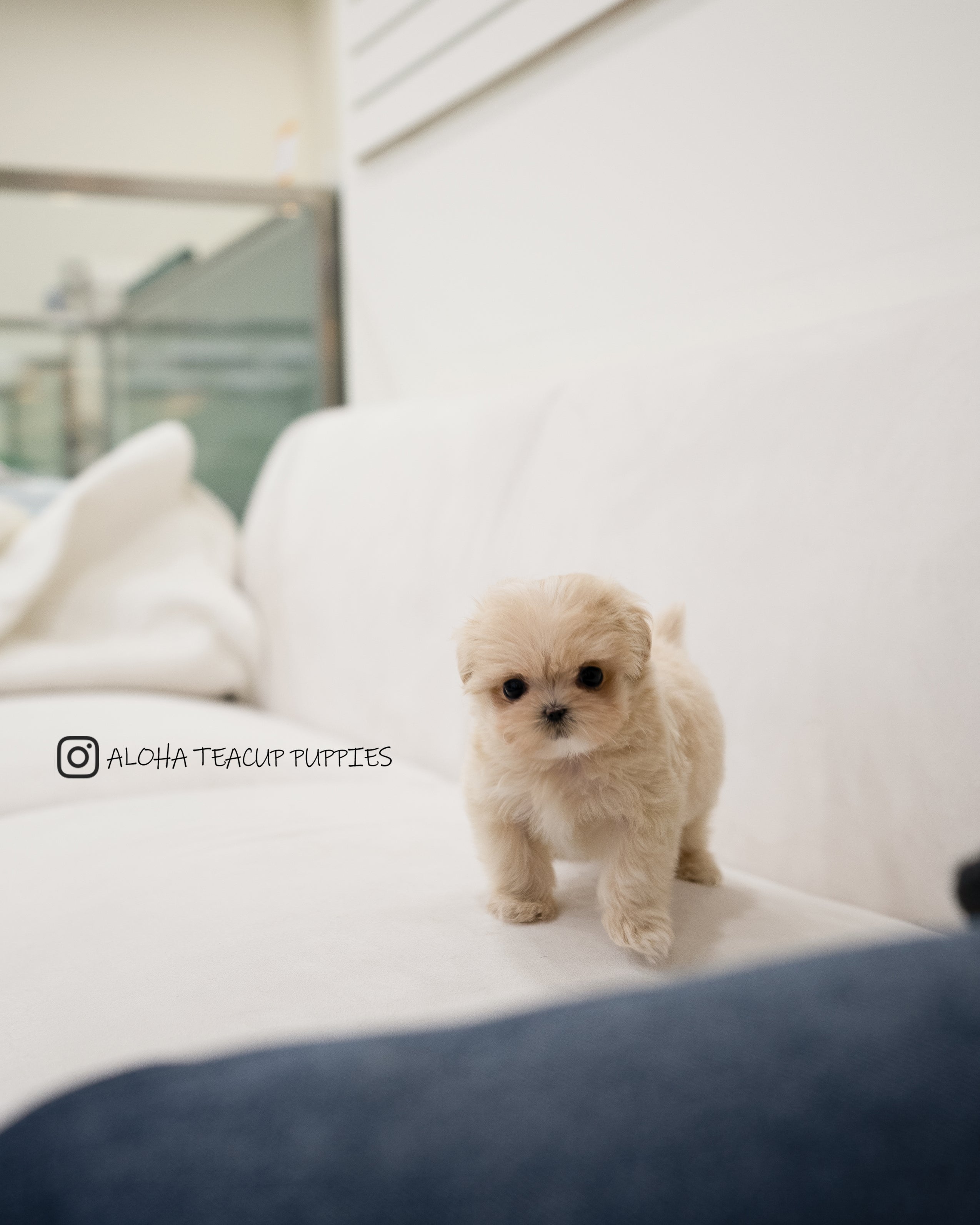Dawn [MALTIPOO TAZA DE TÉ]