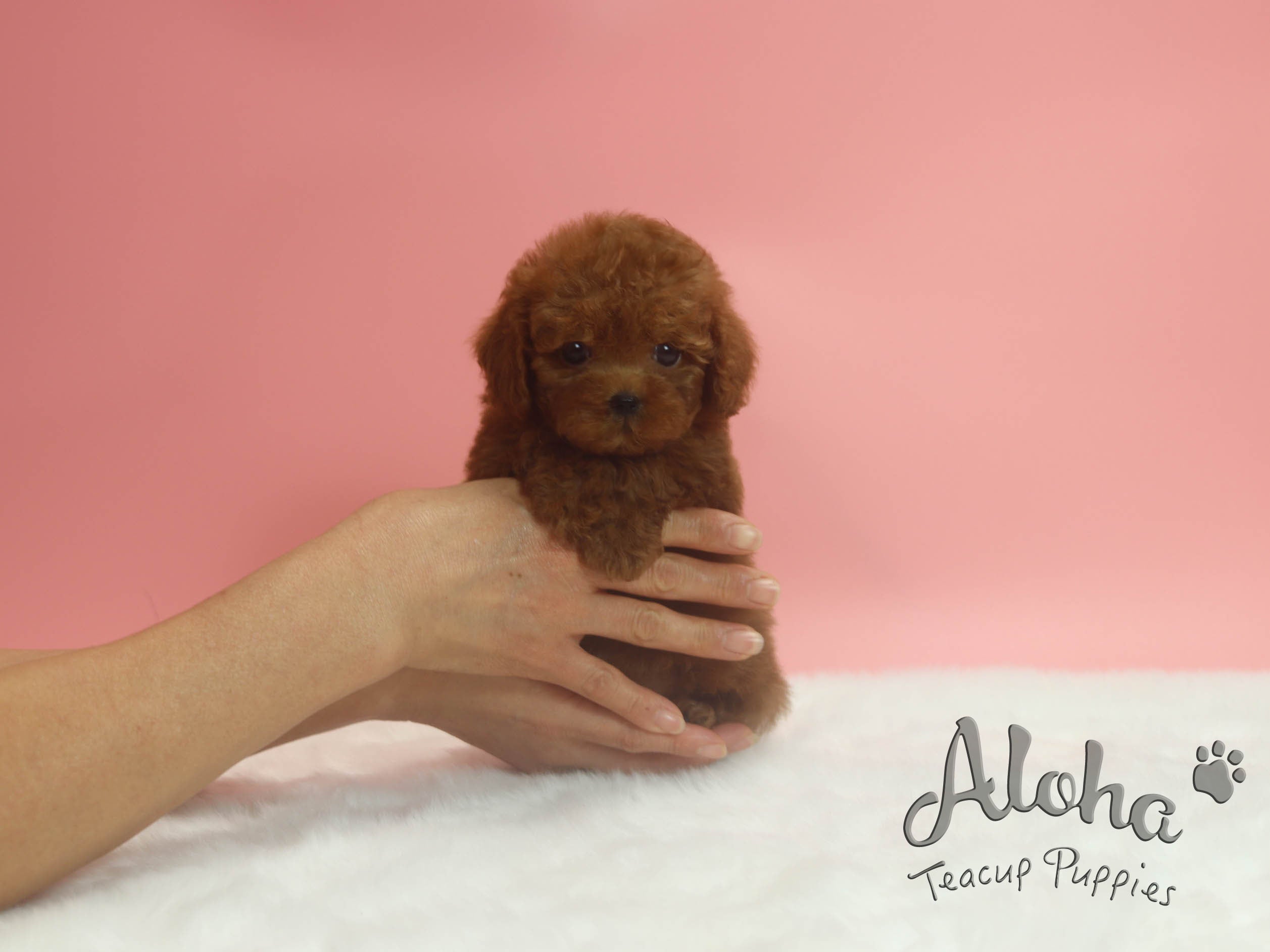 Sold Isabela, Diana [TEACUP MAltipoo]