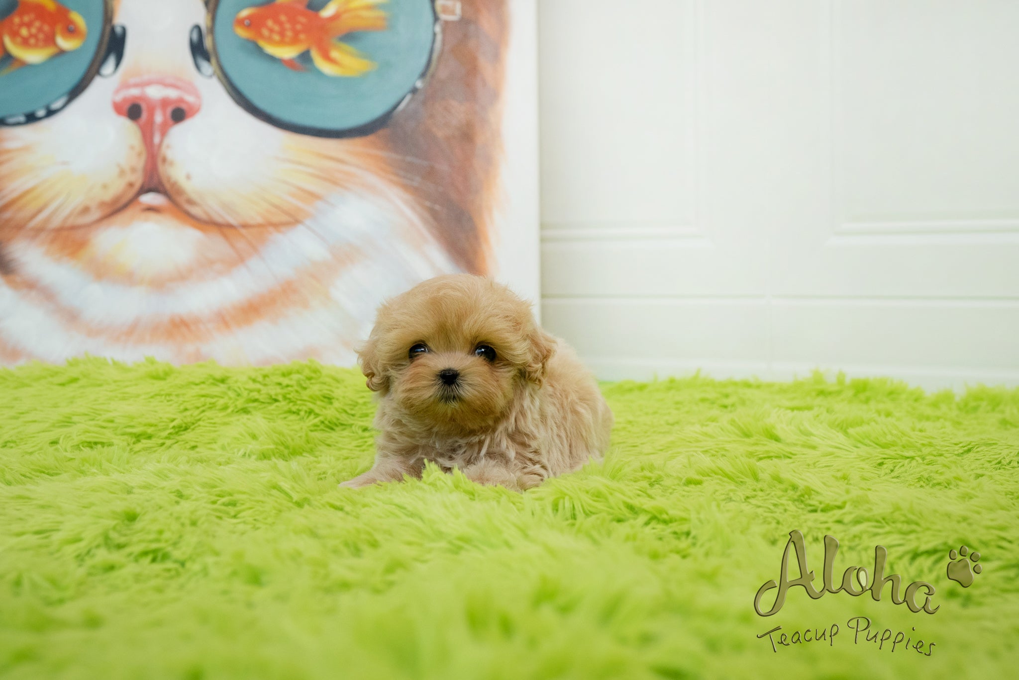 Mia [TEACUP MALTIPOO]