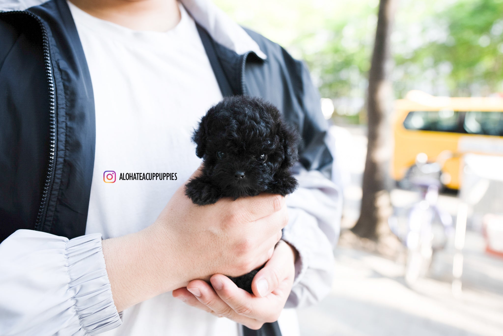 Jorro [TEACUP POODLE]